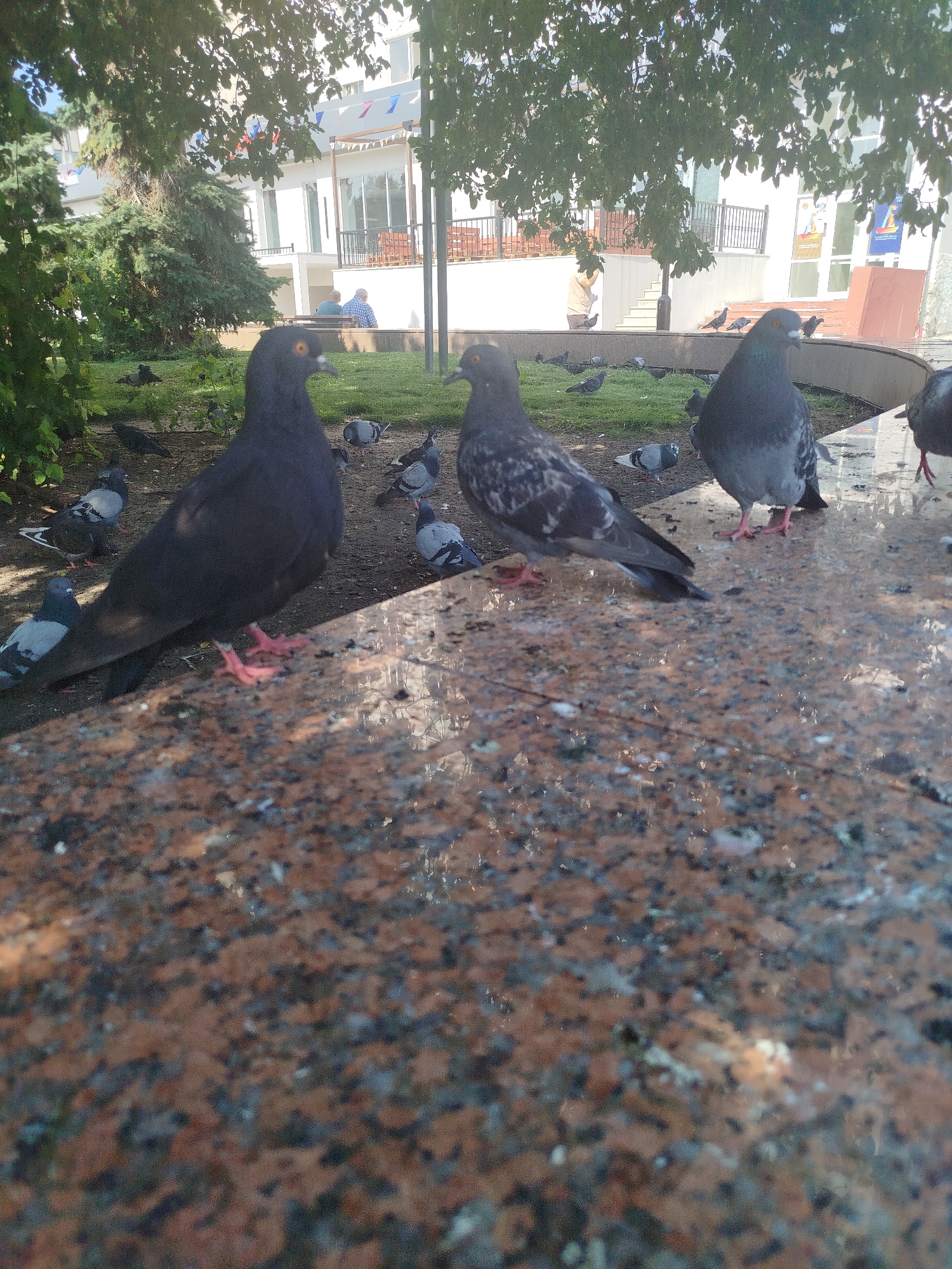 The image shows a flock of pigeons gathered on a granite surface, likely in a city park or public square. In the background, a white building with multiple floors is visible, adorned with colorful triangular flags. Trees with green foliage provide shade over the scene. Two individuals are seated on a bench near the building. The pigeons are in various poses, some walking, some standing, and others appear to be pecking at the ground or surface. The foreground is dominated by the granite surface with a mottled pattern of brown, black, and reddish tones. The lighting suggests it is daytime, with sunlight filtering through the trees and casting shadows. The presence of pigeons and a public building suggests an urban environment. While the specific location in Tyumen, Russia, cannot be determined from the image alone, the scene is consistent with a public outdoor space in a city.