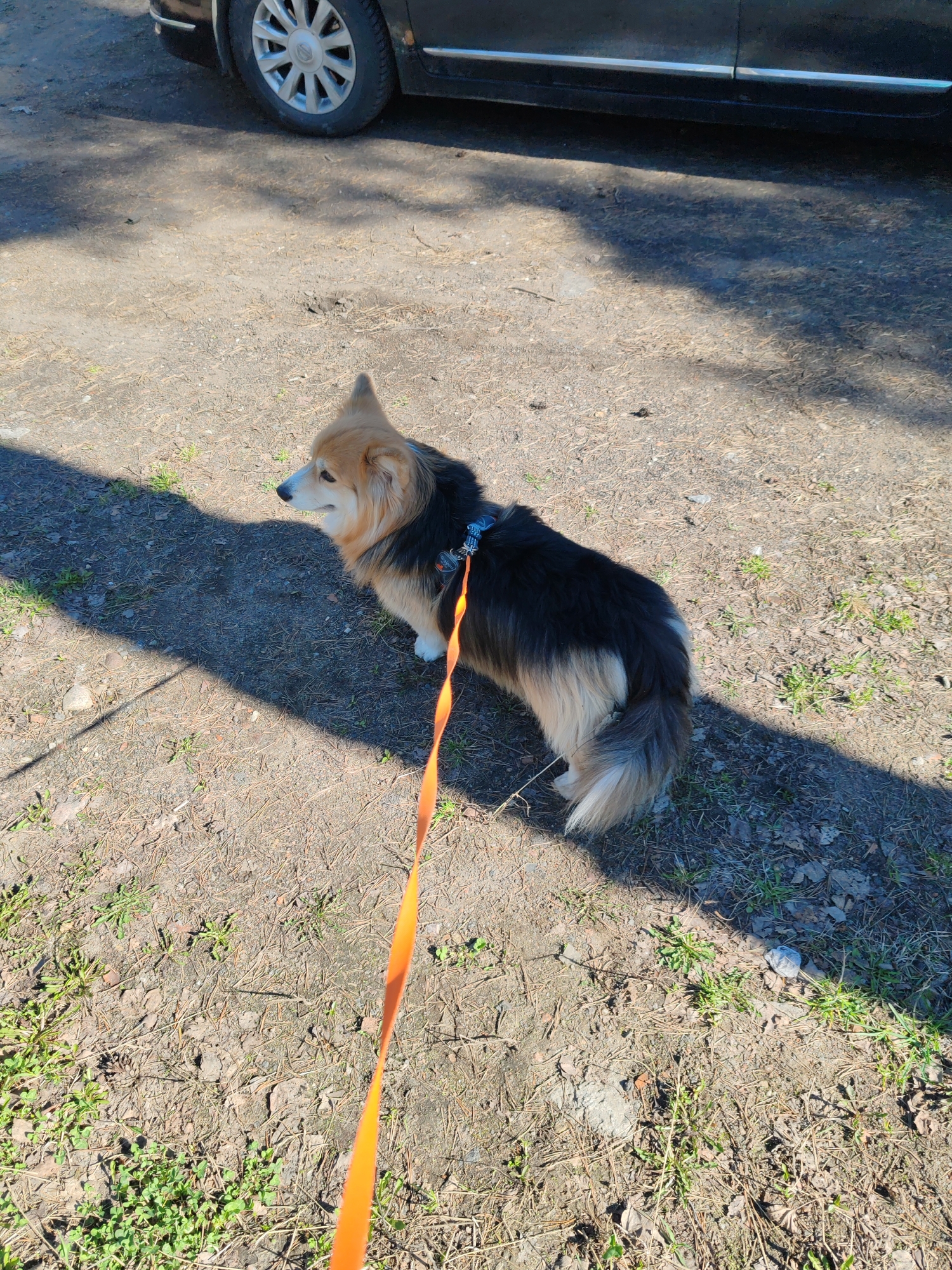 A medium shot shows a corgi on a leash standing on a dirt patch partially covered with grass and small weeds, located in Bolshaya Izhora, Russia. The corgi has a tan head, tan and black body, and tan legs and tail. It faces toward the left of the frame. An orange leash is attached to the corgi's blue harness. The ground is mostly dirt with some patches of green grass and small weeds growing. A dark-colored car is visible in the upper part of the frame, with only the tire and bottom edge of the car visible. The ground has scattered twigs and dried leaves. Shadows indicate a sunny day.