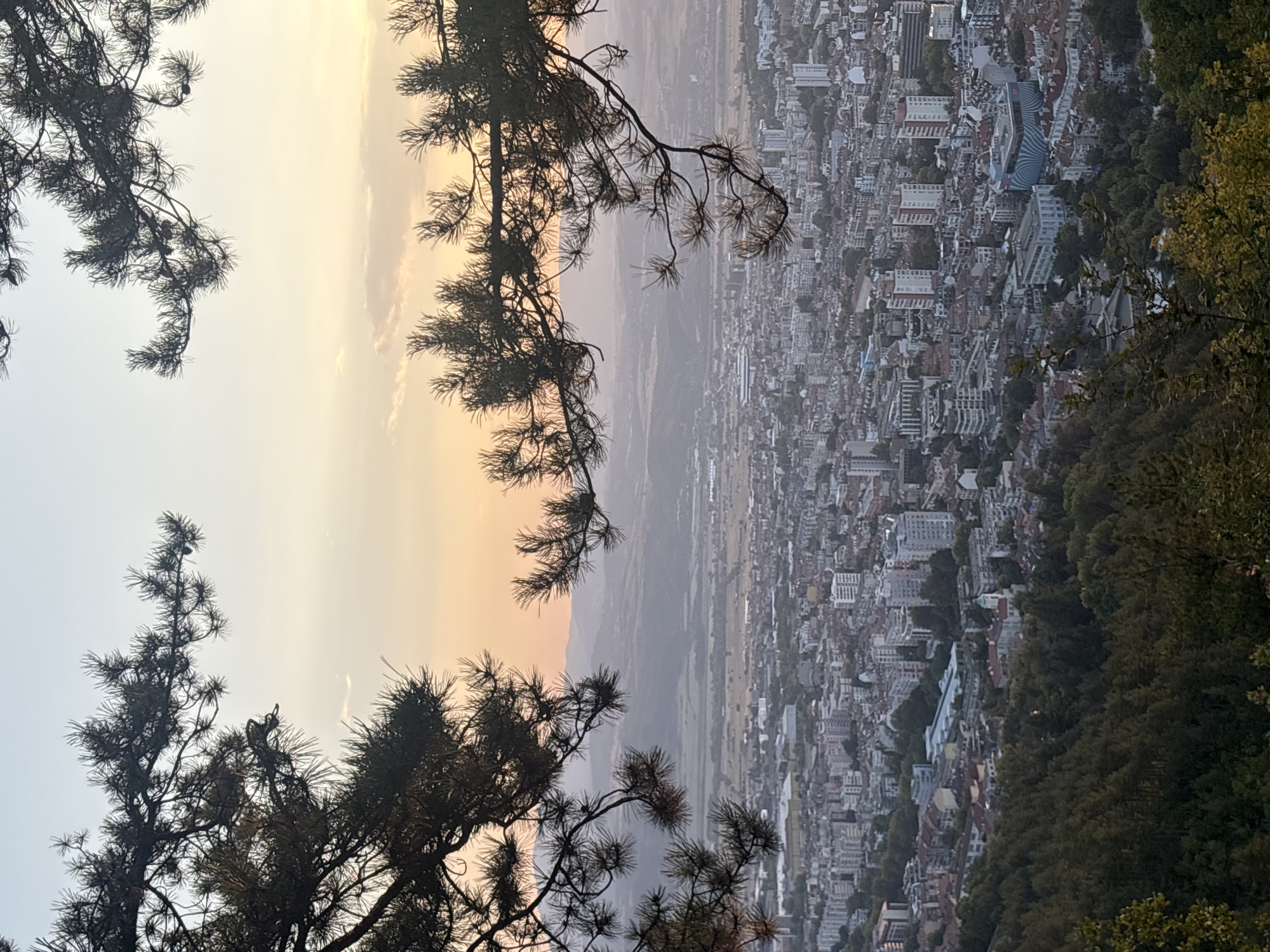This is a wide, eye-level shot of a city taken from a high vantage point, framed by the branches of pine trees. The sky is a soft gradient of pale blue at the top, transitioning to a warm peachy-orange near the horizon, with a few wispy clouds. In the foreground, dark, feathery pine branches with needles obscure parts of the view. Below the trees, a sprawling city stretches out, a dense collection of buildings with various architectural styles and heights, primarily in shades of gray, white, and red. Streets and smaller roads weave through the urban landscape. In the distance, rolling hills and mountains fade into a hazy, muted landscape. The overall lighting suggests either early morning or late afternoon, with a soft, diffused light bathing the scene. There are no people or animals visible in the image.