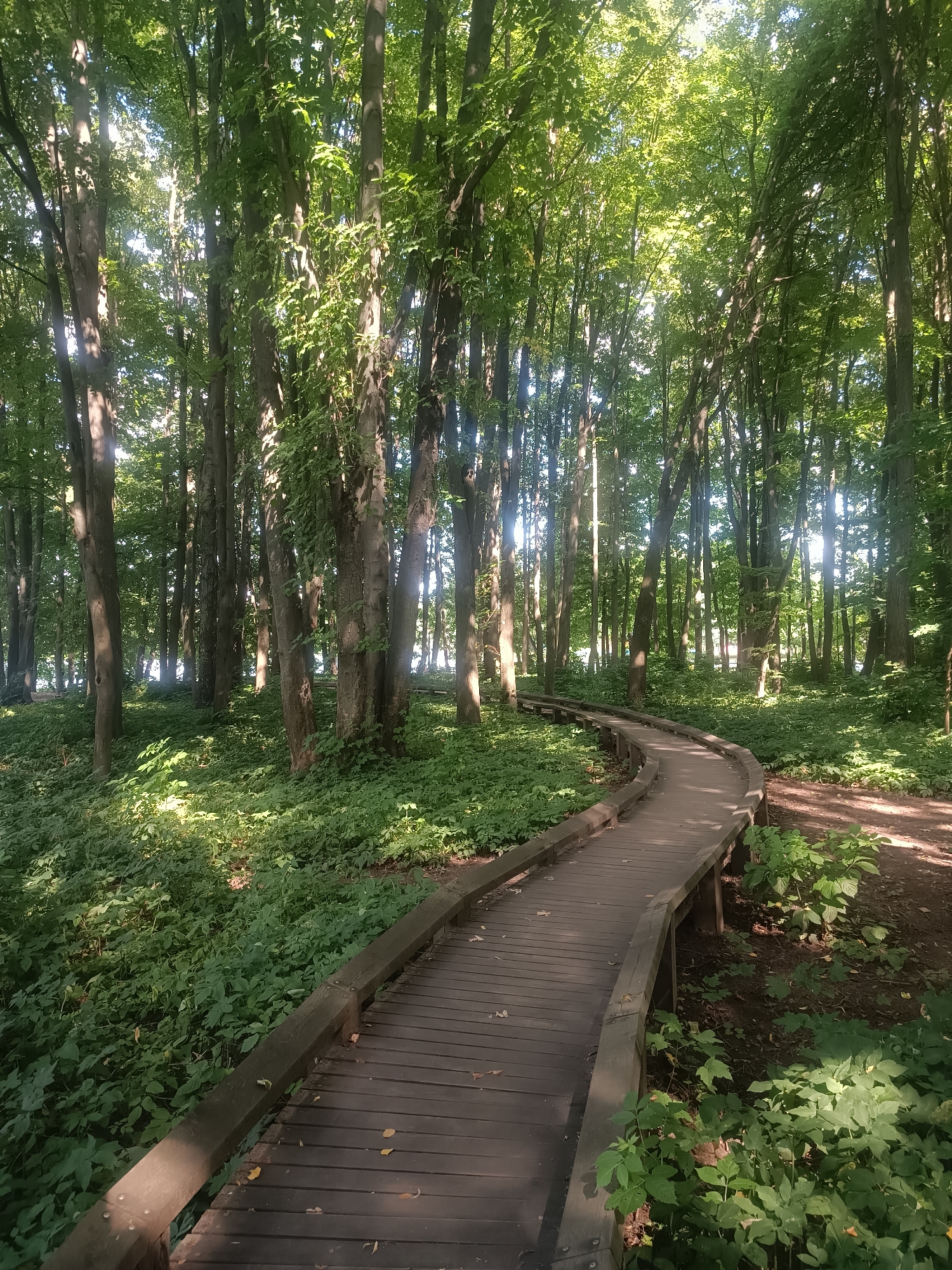 A wooden boardwalk curves through a sun-dappled forest. The boardwalk is made of dark brown planks and has wooden railings on either side. It winds its way through a dense forest of tall trees with green leaves. Sunlight filters through the canopy, creating patches of light and shadow on the ground and the boardwalk. Lush green undergrowth covers the forest floor. The scene appears to be a natural park or a hiking trail.