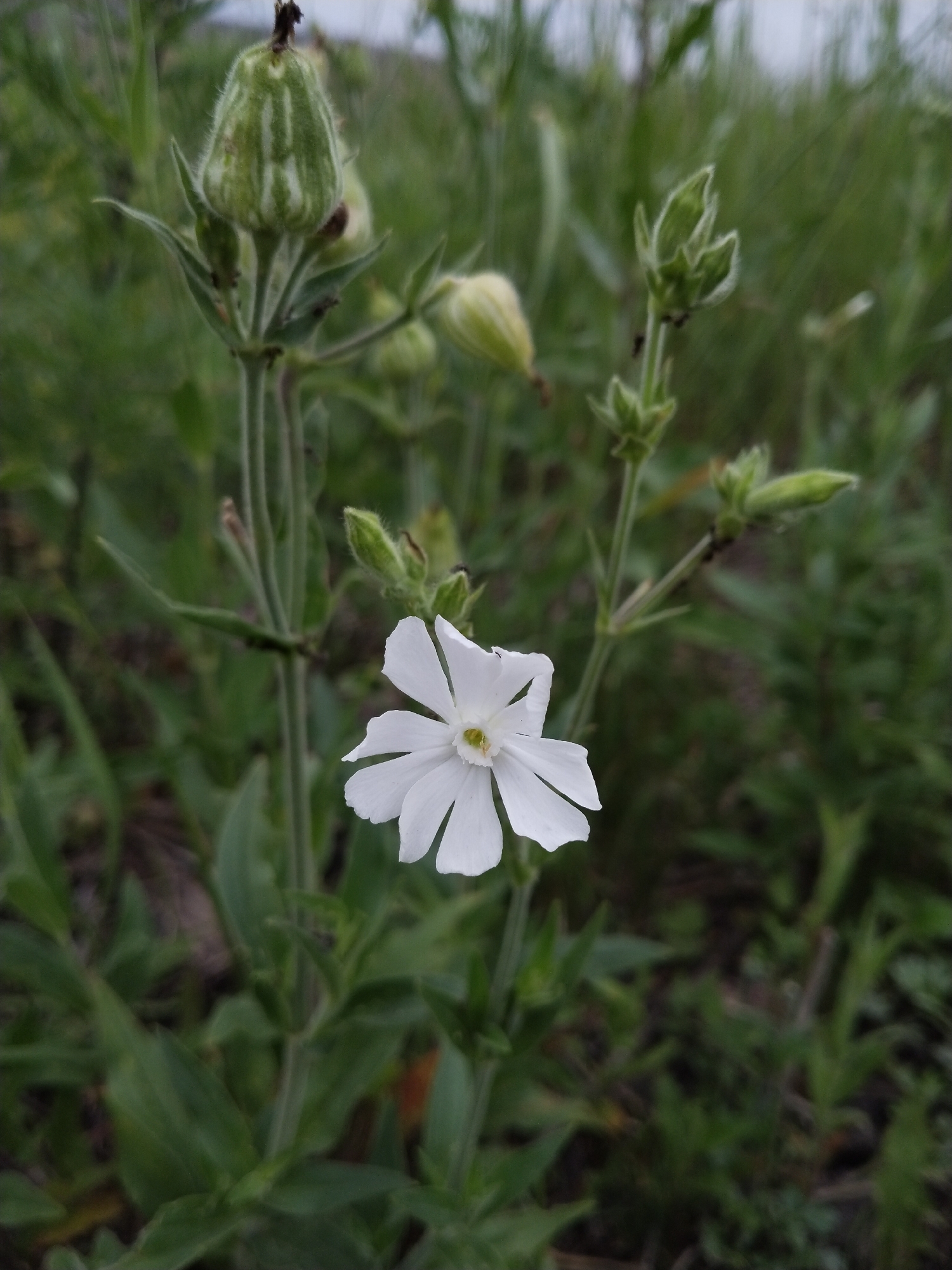 A close-up, eye-level shot focuses on a white flower with five petals, each notched at the tip, in the foreground. The flower is positioned slightly off-center to the right. Behind the flower, the background consists of blurred green foliage and some lighter green stems and buds, with hints of the sky at the very top. Several unopened buds, some fuzzy and striped with green and white, are visible on stems surrounding the open flower. A few small, dark ants are present on the stems and buds. The setting appears to be a natural outdoor environment, possibly a field or garden, with no visible man-made structures or urban elements to suggest a specific location within Зелёное, Russia. The lighting is soft and diffused, indicating an overcast day or shade.