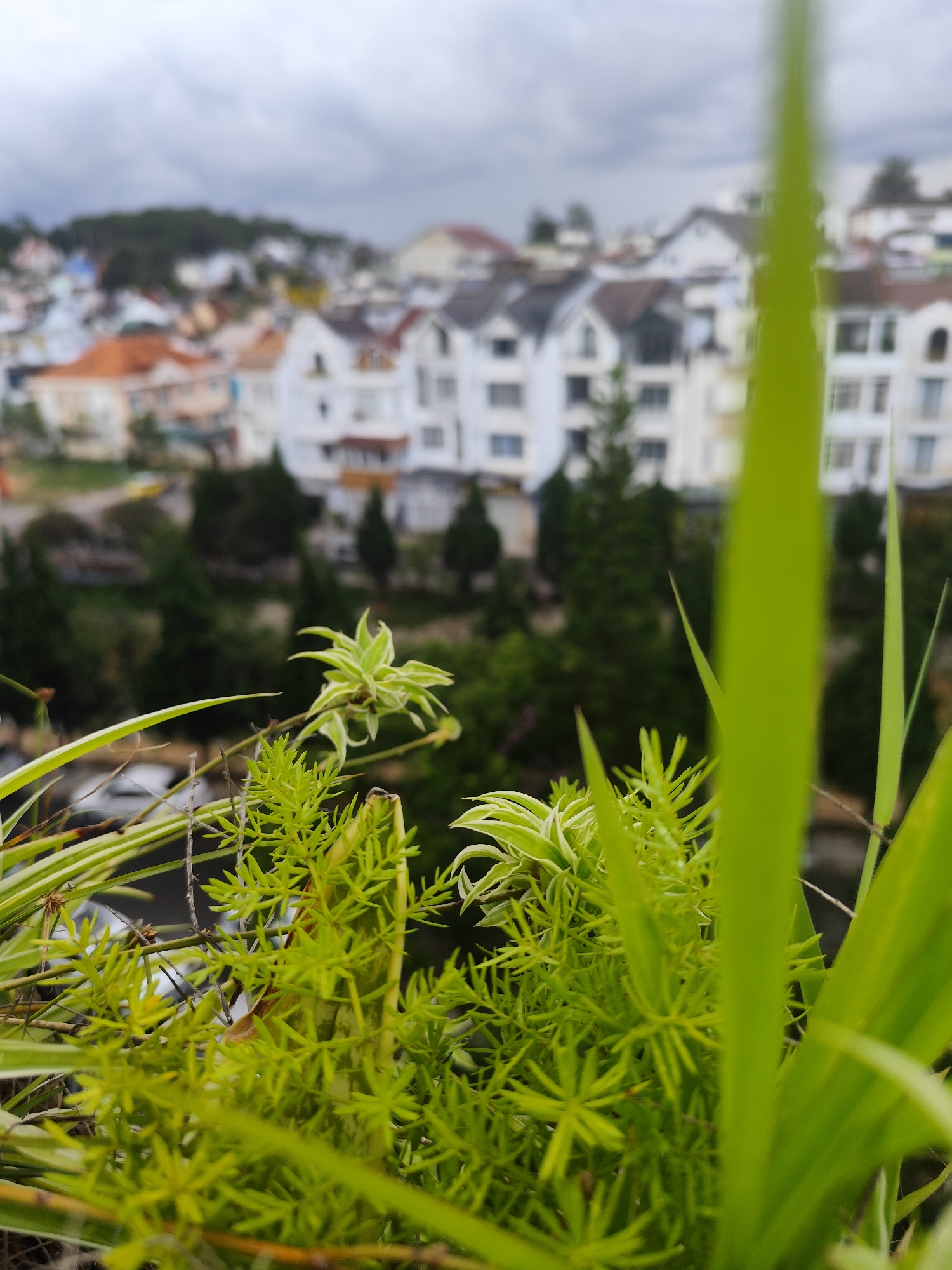 The image shows a close-up of green plants with the city of Da Lat, Vietnam in the blurred background. The foreground is dominated by various types of foliage, some spiky and dense, others with white stripes. The backdrop features a cityscape of Da Lat, recognizable by its characteristic architecture of colorful houses and villas with pitched roofs. The weather appears overcast, with a gray sky above. The focus is primarily on the plants in the foreground, creating a sense of depth and perspective.