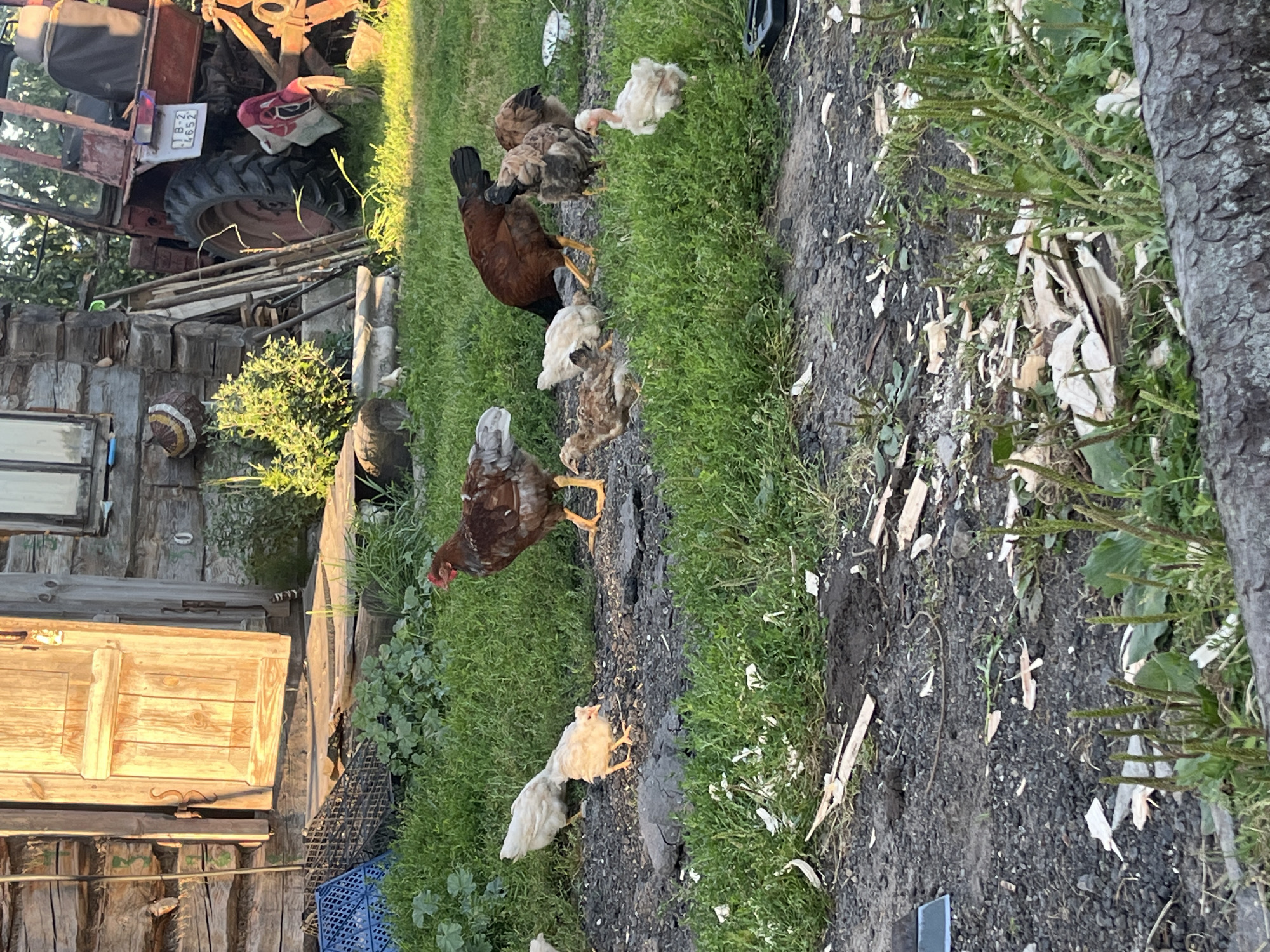 A group of chickens, including adult hens and younger chicks, are gathered in a yard outside a rustic wooden building. The building has a weathered appearance with a large wooden door. In the background, a red tractor is parked. The ground is a mixture of dirt and gravel, with patches of green grass and some scattered debris, including wood chips. The lighting suggests it is either early morning or late afternoon.