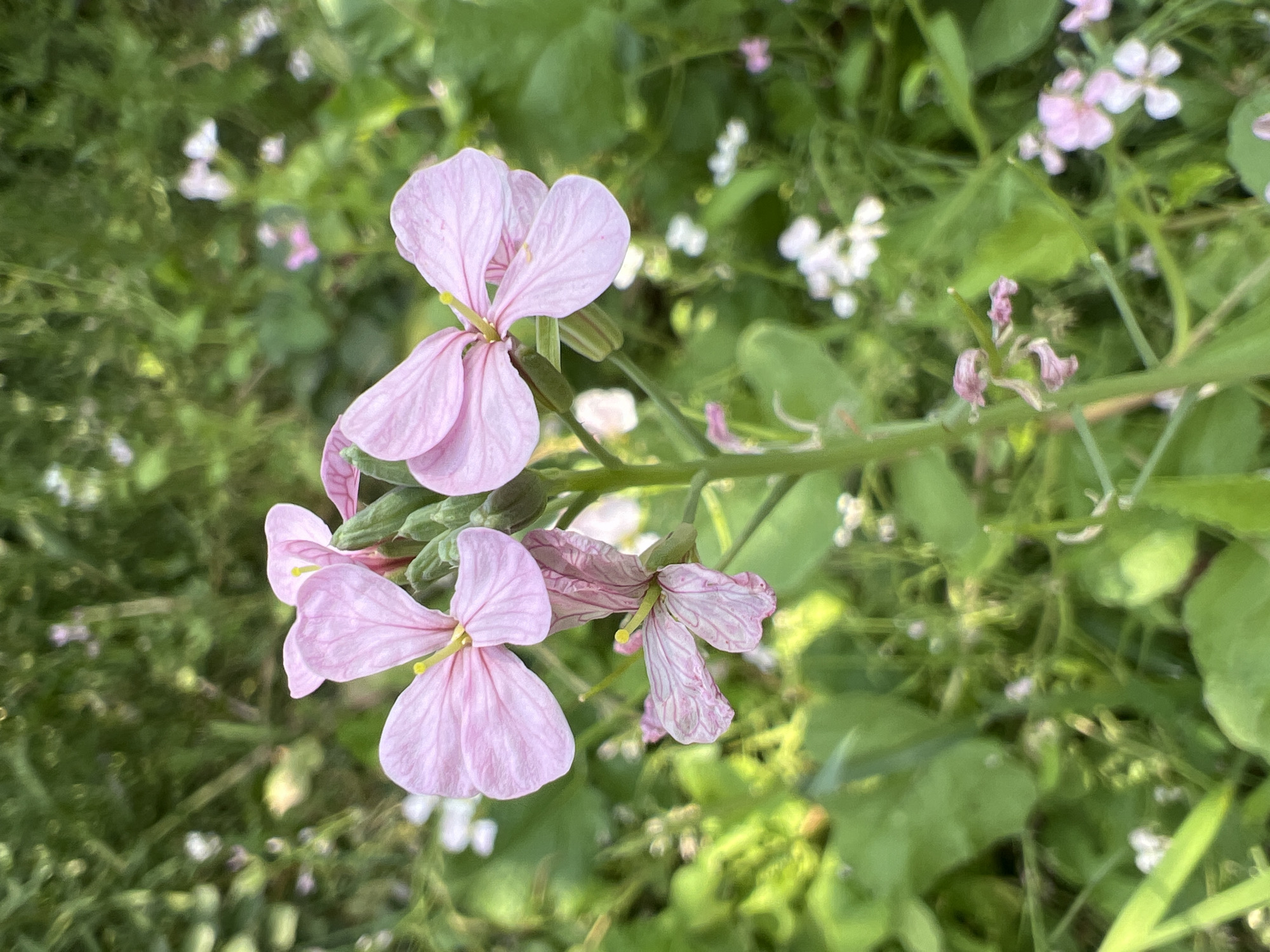 The image is a close-up, eye-level shot of a flowering plant with delicate pink petals and green stems, set against a softly blurred background of lush green foliage and smaller white flowers. The primary subject is a cluster of four vibrant pink flowers, each with four petal-like structures and a prominent yellow stamen at its center. One flower in the foreground is slightly wilted and tinged with a lighter pink. The plant is growing outdoors amidst other vegetation, suggesting a natural or garden setting. The lighting appears to be natural, likely daylight, casting a gentle illumination on the flowers. The scene is devoid of any human presence or activity. This photograph was taken in Tashkent, Uzbekistan.