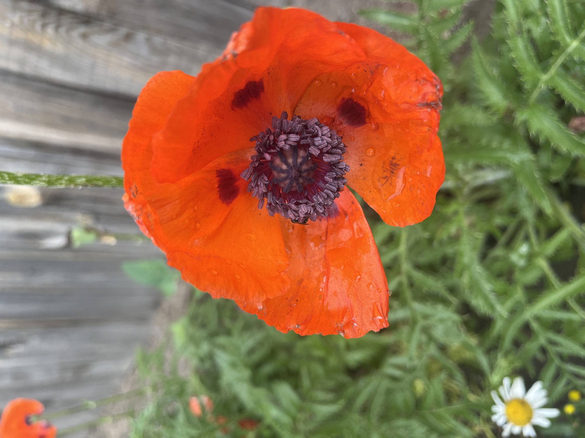 A close-up, low-angle shot features a vibrant red poppy flower in bloom, its petals glistening with water droplets, suggesting recent rain. The flower's center is a deep purple with a cluster of dark stamens. The background is a blurred composition of lush green foliage and a weathered wooden fence, hinting at a garden setting. In the lower left corner, a small white daisy with a yellow center is partially visible, adding to the floral diversity of the scene. The image does not contain any people or indicate any specific location within the city of Сухринское, Russia.