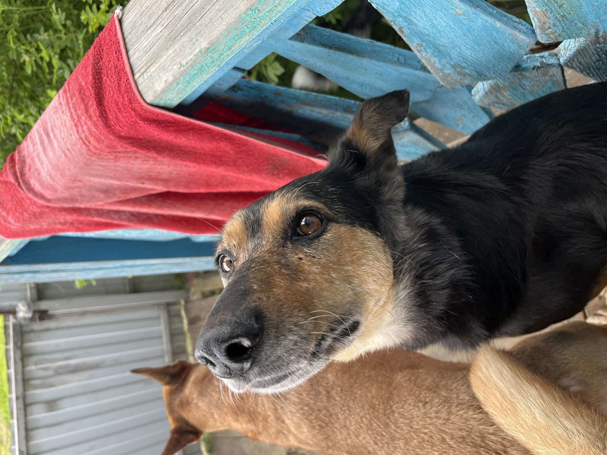 A close-up shot focuses on two dogs on a porch in Nizhny Tagil, Russia. The dog in the foreground, a black and tan German Shepherd mix, looks upward with its head tilted. Its dark eyes, wet black nose, and white whiskers are prominent. The dog's fur is thick, with black on its back and head, transitioning to tan and gray on its muzzle and chest. Behind it, a lighter brown dog is visible, its head and back facing away from the camera. A weathered, light blue wooden railing with peeling paint runs along the right side of the porch, adorned with a red towel draped over it. In the background, a gray metal fence and lush green foliage suggest an outdoor, possibly rural or suburban setting.