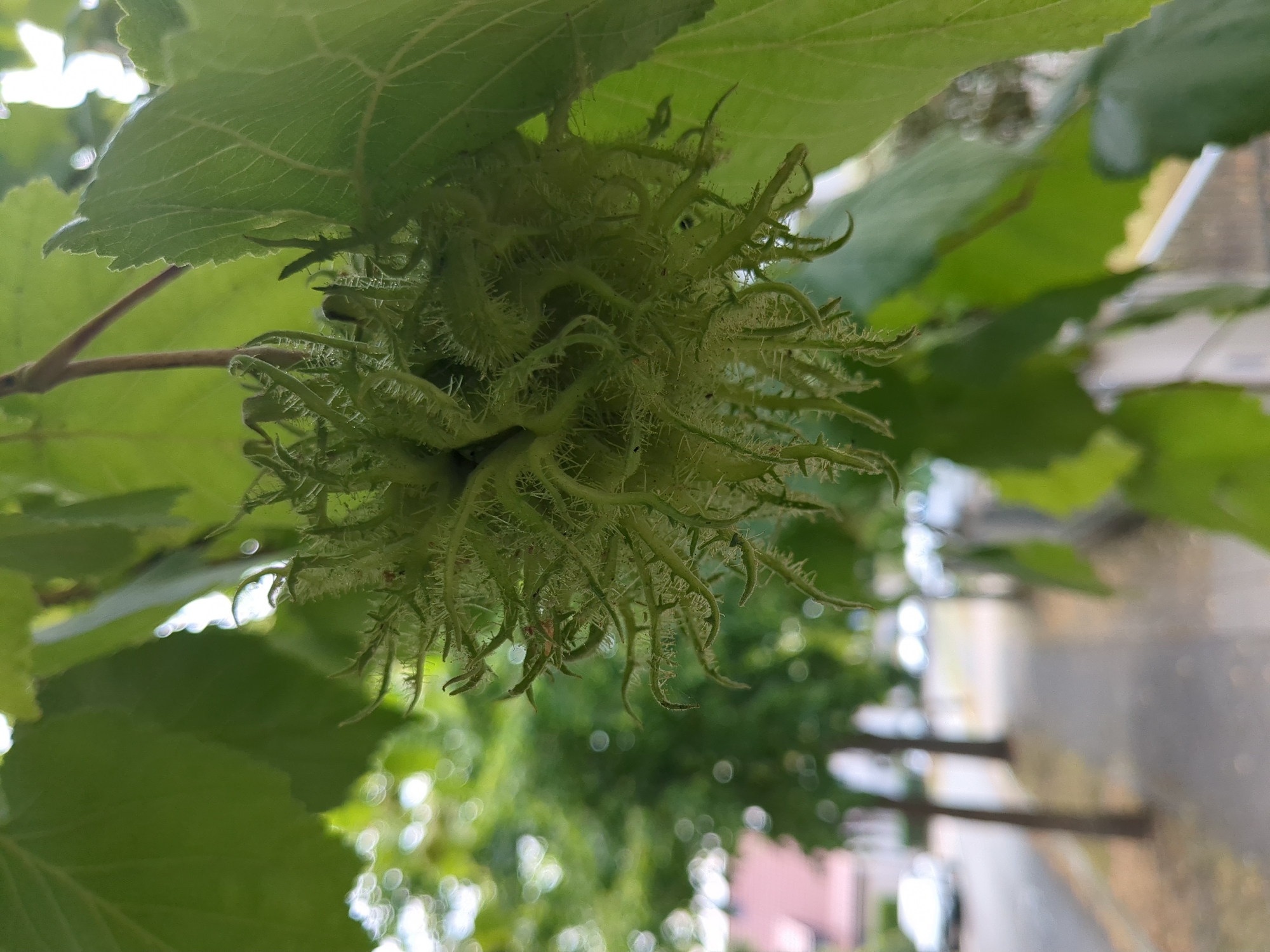The image shows a close-up of a green, spiky fruit or seed pod hanging from a tree branch, likely a hazelnut in its husk. The background is blurred, showing a street with trees, a sidewalk, and a few buildings, suggesting an urban or suburban environment. A car is visible on the left side of the street. The overall impression is one of a natural element within a city setting, specifically located in Nordhausen, Germany, as indicated by the context provided. The lighting suggests it is daytime.