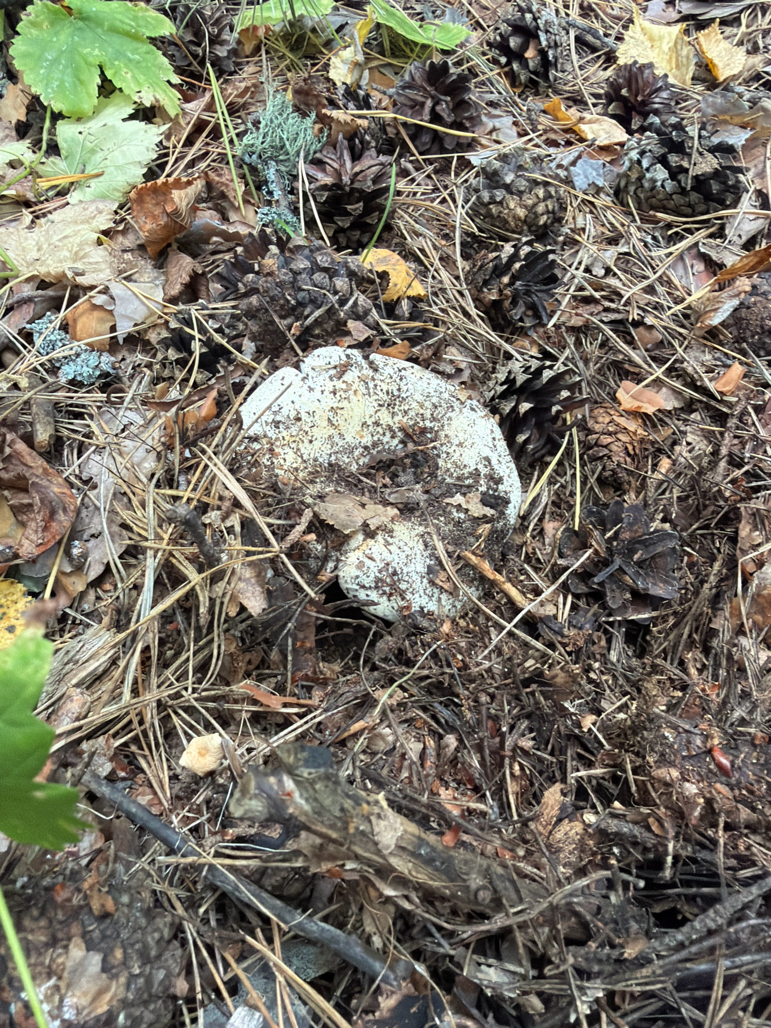 The image shows a close-up view of the forest floor in Partizanskii, Russia, during autumn. The ground is covered with a thick layer of fallen pine needles, dried leaves, and numerous pinecones in various stages of decay. Several mushrooms are visible, with a prominent white mushroom with brown dirt specks in the center of the frame. One of the mushrooms appears to be slightly broken. The environment suggests a natural setting within a pine forest, characterized by the abundance of pine debris and foliage. No people or animals are present in the scene.