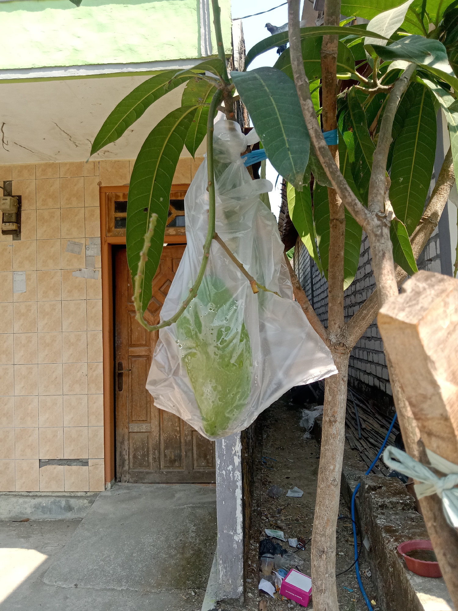 In Stiaji, Indonesia, a mango fruit is encased in a clear plastic bag, hanging from a branch of a mango tree. The tree is positioned in front of a house with light beige tiled walls and a wooden door. To the right of the tree, a brick wall is visible. The ground is paved with concrete, and scattered debris is present. The scene appears to be outdoors, possibly in a residential area.