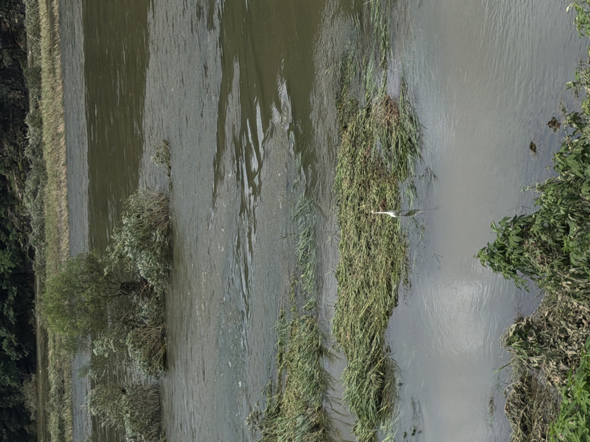 An overhead, medium shot captures a wide, muddy river in Seo-myeon, South Korea. The river's current is visible as it flows past islands of vegetation. On one of these islands, a solitary white bird stands in the shallow water. The bird is facing to the left and appears to be looking down into the water. The surrounding environment is lush with greenery, with trees and bushes lining the banks of the river and growing on the small islands within it. The sky above is overcast, casting a muted light on the scene.