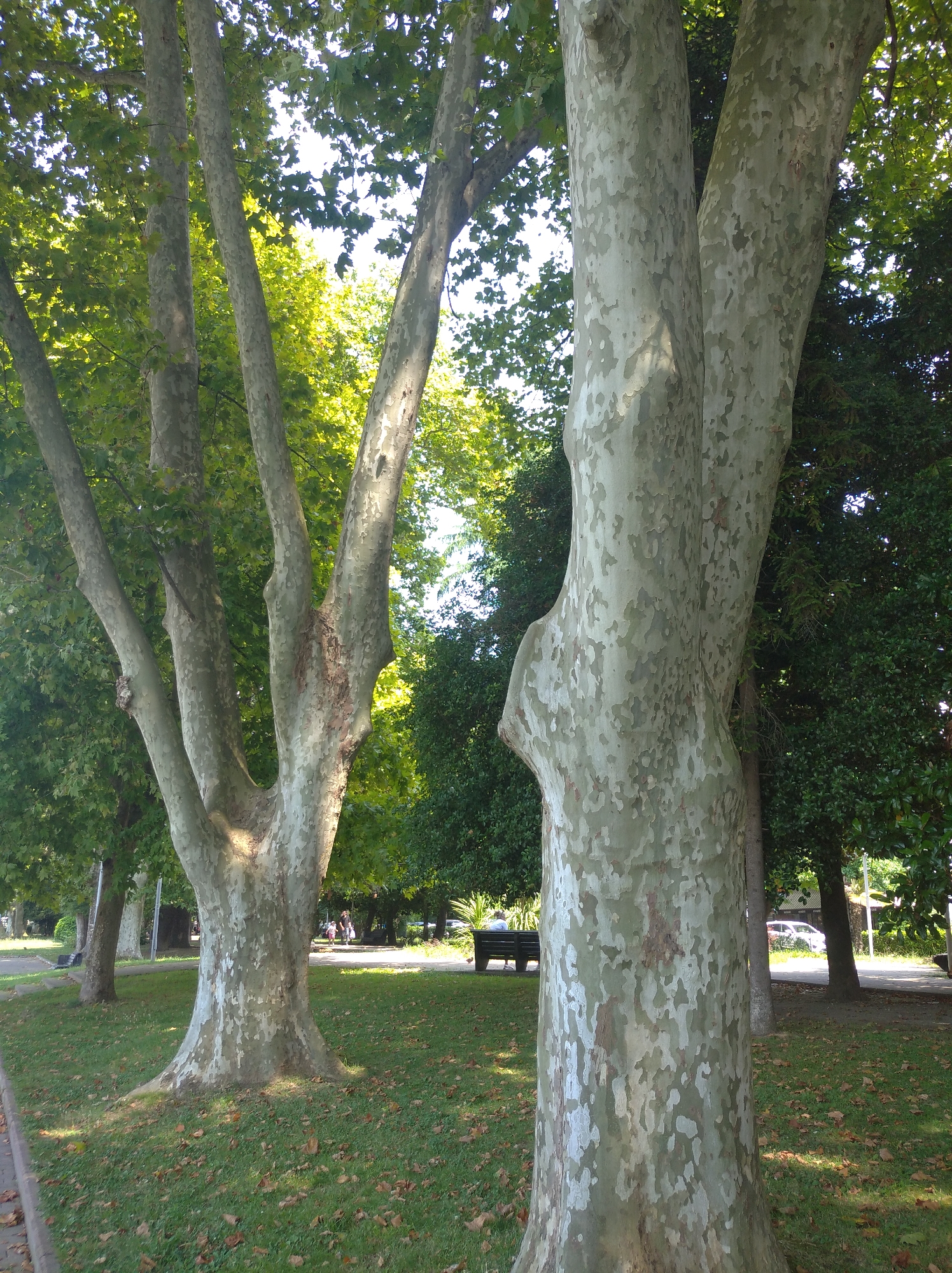 The image depicts a park-like setting with large, mature trees, likely in Sochi, Russia, given the context. In the foreground, a massive tree trunk with distinctive mottled bark dominates the right side of the frame. This tree branches out significantly, with its trunk splitting into at least two large limbs. Behind this, to the left, a cluster of similarly large trees creates a dense canopy overhead, with sunlight filtering through the green leaves. The ground beneath the trees is covered in a grassy lawn with scattered brown leaves.
Further back in the image, a paved walkway runs alongside the trees. Beyond the walkway, a dark-colored bench is visible, with a person seated on it, looking away from the camera. In the background, more trees form a dense green wall, and a road with a white car can be seen. The overall impression is one of a peaceful, urban green space, bathed in natural light.