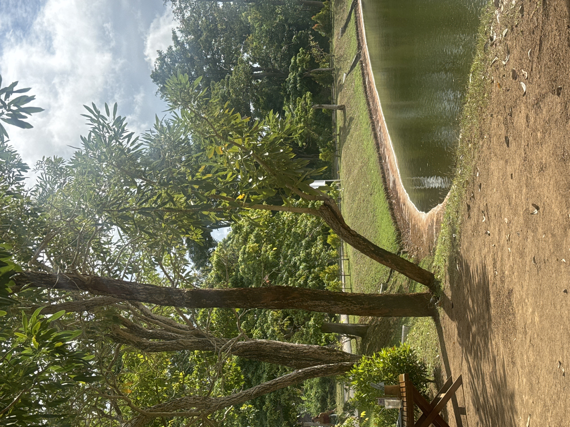 A medium shot captures an outdoor scene by a body of water, likely a lake or pond, with a curved shoreline. The foreground is dominated by a dirt path with scattered dry leaves. To the left, a wooden table with a glass and a metal container sits on the path, casting a long shadow. Behind the table, dense green foliage is visible.
The middle ground features a gently sloping, manicured lawn bordering the water's edge, with a concrete lip around the pond. Several small, cone-shaped trees are planted in a line along the lawn. In the background, a dense forest of trees with lush green foliage fills the horizon.
Several trees with rough, brown bark and branching limbs are prominent in the mid-to-left side of the frame, with their leaves extending into the upper portion of the image. Sunlight filters through the leaves, creating dappled light and shadows on the ground. The sky above is partly cloudy, with bright white clouds against a pale blue sky, illuminated by sunlight.
A person wearing a dark top and lighter-colored shorts is visible walking on a path in the far left background, partially obscured by trees. The scene appears tranquil and natural, suggesting a park or recreational area. Given the description, this scene is consistent with the grounds of a resort or a park in a tropical location like Kuta Selatan, Indonesia.
