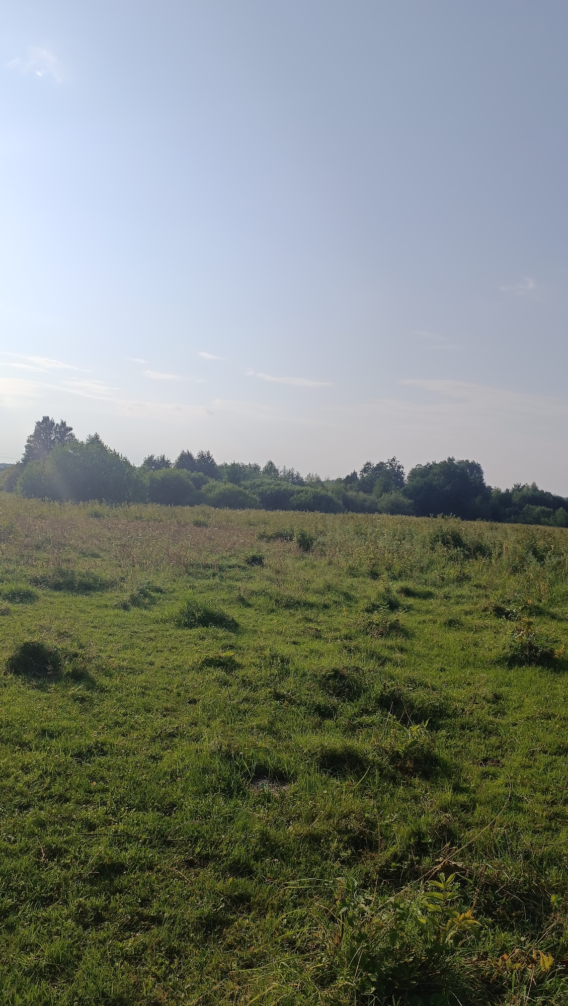 The image depicts a rural landscape, likely a field in Karsha, Russia, under a clear, pale blue sky with faint wisps of clouds. The foreground is dominated by a lush, green meadow with patches of longer, drier grass interspersed. The middle ground features a dense, varied treeline stretching across the horizon, composed of deciduous and coniferous trees in various shades of green. The overall impression is one of natural serenity and open space. There are no people, animals, or structures visible in the scene.