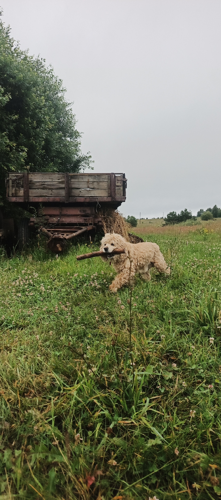 A light-colored, curly-haired dog carries a stick in its mouth while running through a grassy field. In the background, to the left, is an old, weathered wooden trailer parked next to a large tree. The field is covered in green grass and small pink flowers. The sky is overcast and gray, suggesting a cloudy day. The scene appears to be in a rural area, likely on the outskirts of Ваньки, Russia, given the presence of the trailer and natural landscape.
