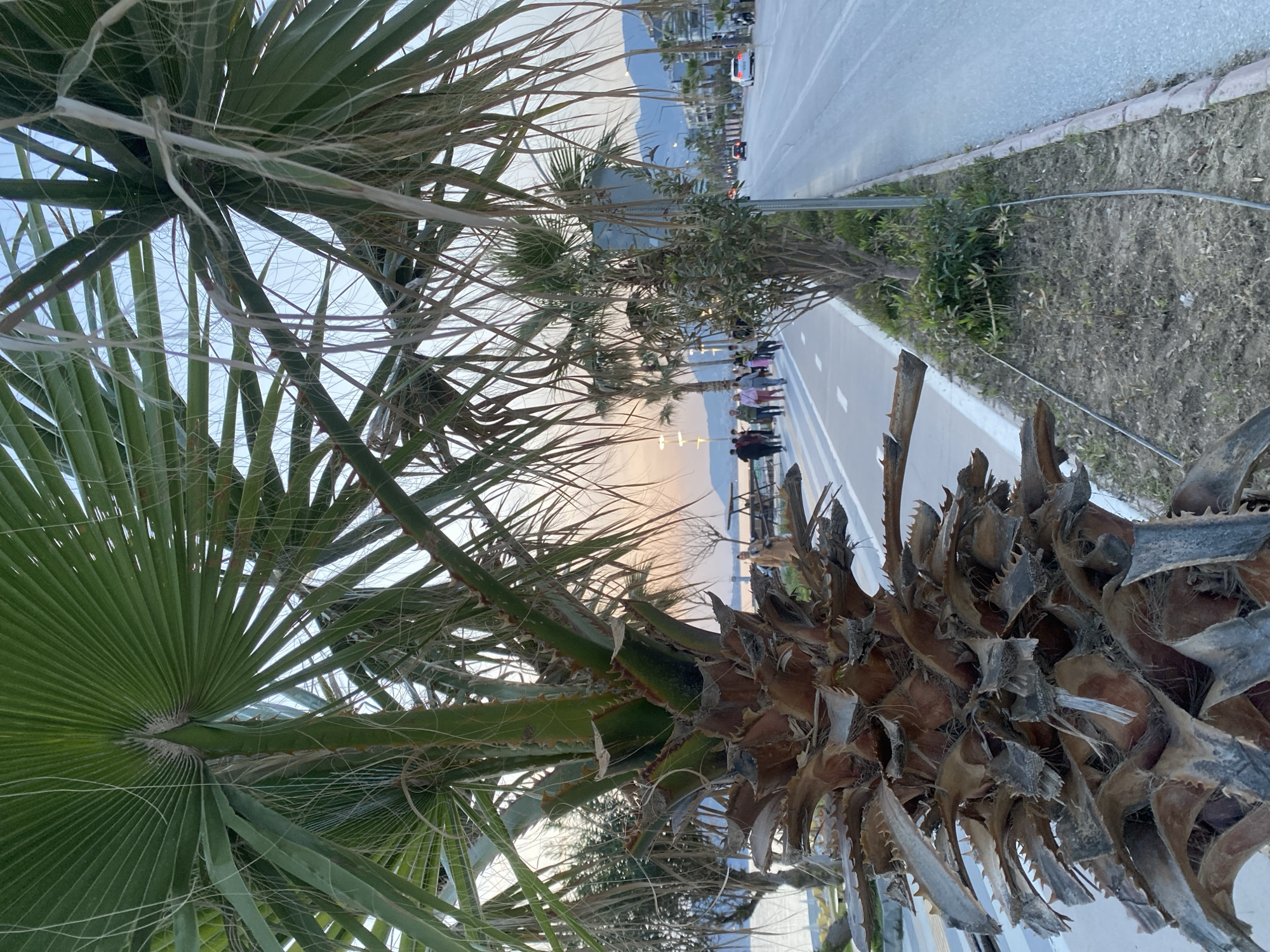 The image depicts a coastal scene in Alanya, Turkey, taken from a low angle and oriented sideways. Two palm trees dominate the foreground: one with vibrant green fronds on the left, and another with weathered, brown fronds and trunk detail on the right. A paved promenade stretches into the distance, lined with trees and lampposts. A group of people stroll along the promenade towards a body of water, likely the sea. Beyond the promenade, a road with vehicular traffic runs parallel to the coast. In the background, mountains are visible beneath a pale sky, suggesting either dawn or dusk. The overall impression is that of a coastal walkway in a popular tourist destination.