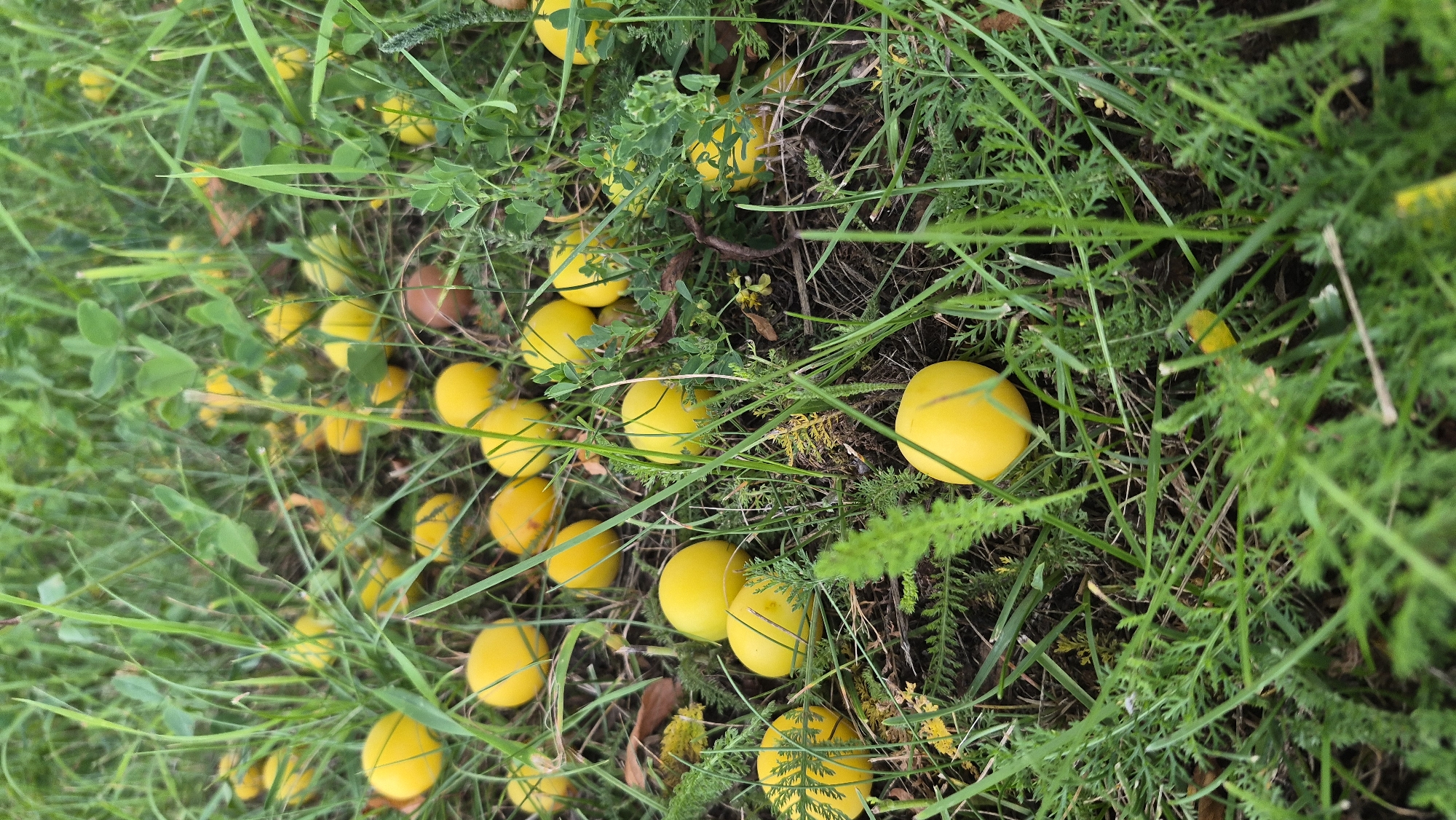 The image depicts a ground-level view of fallen yellow plums scattered among lush green grass and dry vegetation. Some of the plums are partially obscured by the foliage. The scene appears to be outdoors, likely in a natural or semi-natural setting. The lighting suggests it may be daytime. No people are visible in the image, and there are no signs of human activity beyond the presence of the fallen fruit. The environment is characterized by a dense covering of grass, with some taller stalks and broader leaves interspersed with the lower growth. The ground beneath the vegetation is visible in places, appearing as dark soil and dried organic matter. The overall impression is one of nature reclaiming a space, with the ripe fruit having fallen from a tree.
