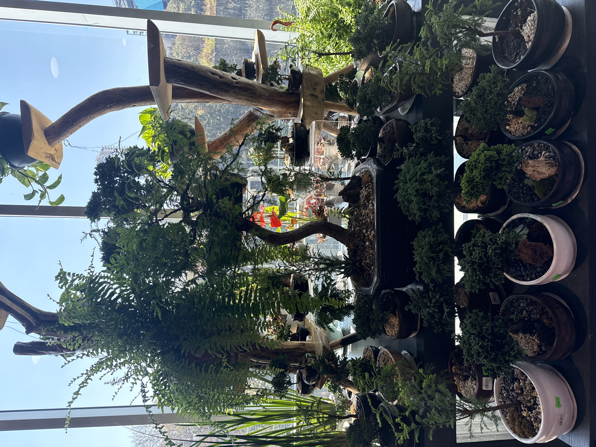 The image shows an indoor display of potted plants, including ferns and small bonsai-style trees, arranged near a window. The plants are displayed on a dark surface, likely a shelf or table. Outside the window, there is a view of a cityscape, suggesting an urban location. The quality of light suggests it's daytime. The specific location is Huixquilucan de Degollado, Mexico. The scene is primarily static, focusing on the display and arrangement of the plants in an indoor setting. There are no people visible in the image.