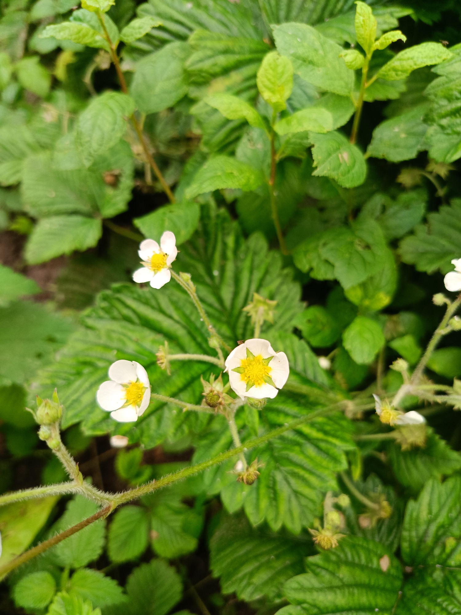 The image shows a close-up of wild strawberry plants with several white flowers in bloom. The flowers have five petals and bright yellow centers. The leaves are green and serrated, typical of strawberry plants. Some of the plants have small, undeveloped green fruits or buds visible. The background is filled with more foliage, suggesting a natural outdoor setting, possibly a garden or woodland area. The lighting appears natural, indicating daytime. No people, text, or specific location cues are visible.