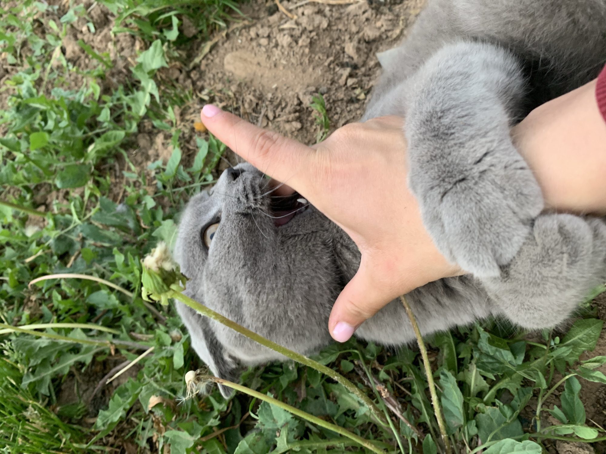 A medium shot captures a gray cat being held, potentially playfully, by a person's hand. The cat is partially obscured by the hand, which is near its face. The background shows green grass and soil, suggesting an outdoor setting. A dandelion plant is also visible within the frame. The location information provided suggests this scene might have been captured in Фоки, Russia, but there are no distinct landmarks or architectural elements to confirm this.
