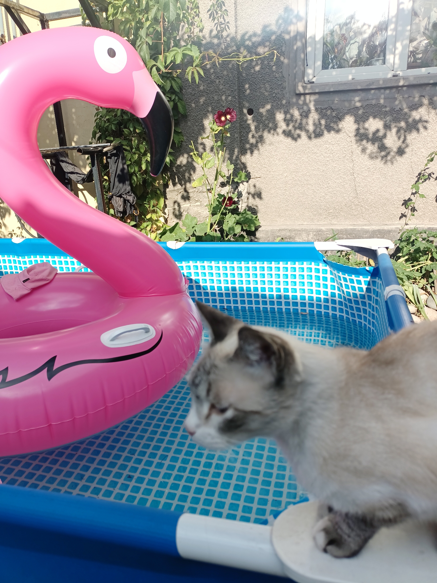 In Almaty, Kazakhstan, a domestic cat with light fur and grey markings sits on the edge of a small inflatable swimming pool. The pool is filled with water and has a blue and white checkered pattern. A large pink inflatable flamingo float is partially submerged in the water, taking up a significant portion of the pool. The background shows a textured concrete wall, some green foliage, and a window with reflections. The scene appears to be an outdoor residential setting on a sunny day.