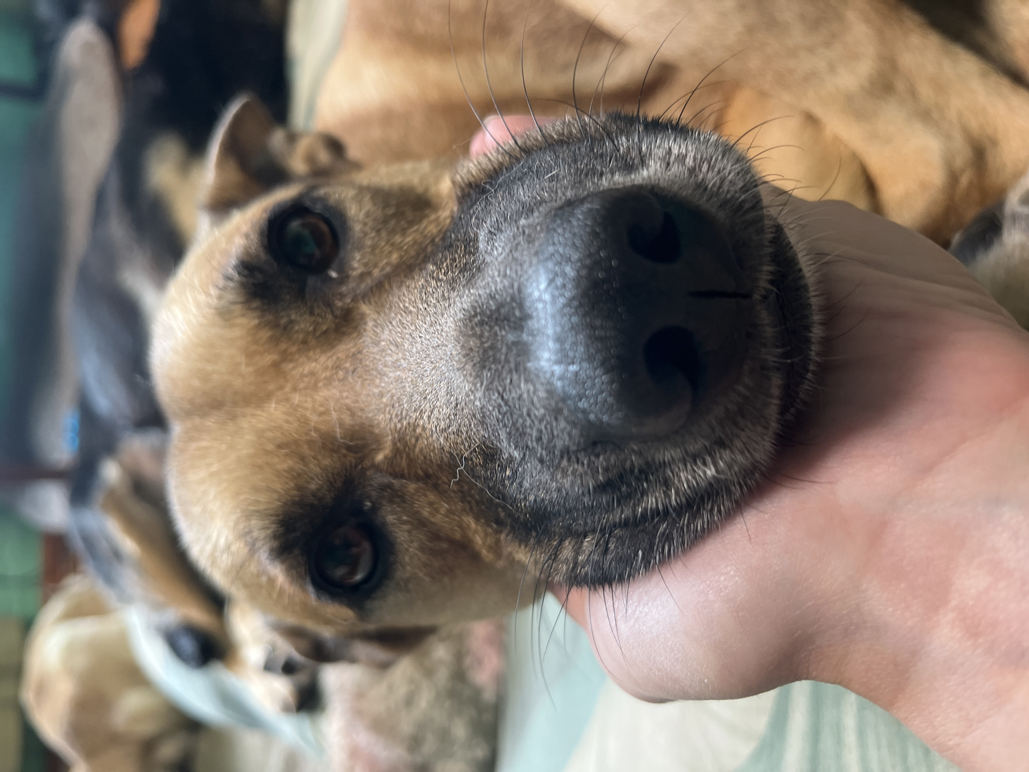The image is a close-up photograph of a tan-colored dog's face, with its nose and eye prominently featured. A human hand is gently supporting the dog's jawline. The dog appears to be lying down, with other dogs visible in the blurred background, suggesting a domestic setting. There is no information to determine the location in Nizhny Tagil, Russia.