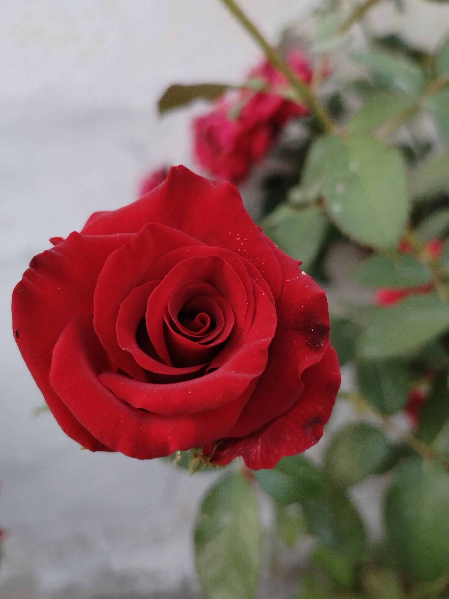 A close-up, vertical shot shows a vibrant red rose in sharp focus, its petals unfurling in a spiral pattern. The rose is positioned slightly off-center to the left, with a light-colored, textured background behind it. To the right of the rose, a stem with green leaves and a blurred pink bud is visible, suggesting other roses are present. The image captures a moment in the city of Kyzyl-Kyya, Kyrgyzstan.