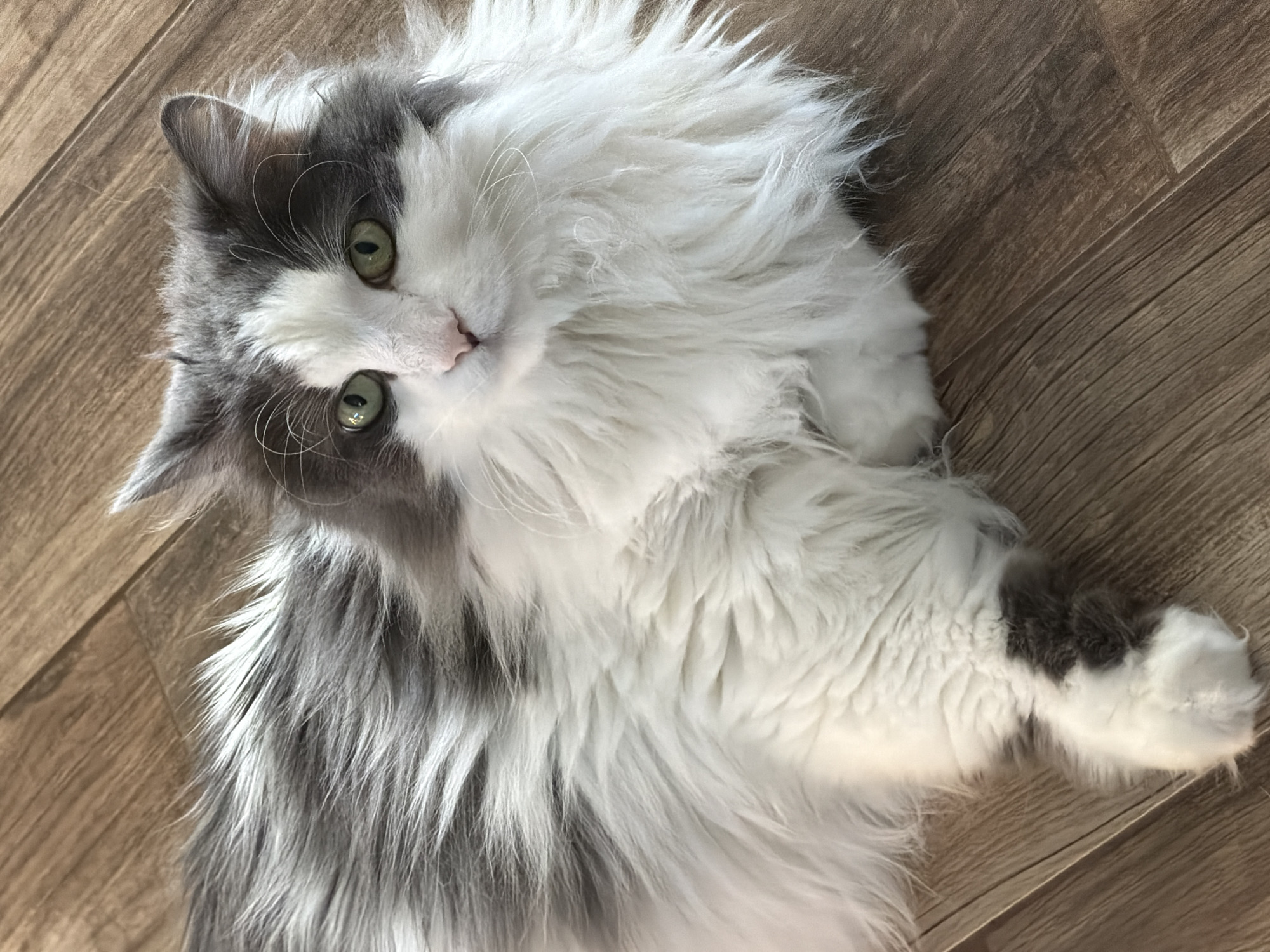 A medium shot captures a gray and white long-haired cat lying on a light brown laminate wood floor. The cat is positioned diagonally across the frame, with its head tilted towards the upper left corner. Its green eyes are open and looking directly at the camera. The cat has a white face with gray markings on its head and ears, and its body is a mix of gray and white fur. Its paws are extended in front of it. The lighting is soft and natural. The location is not identifiable as Chaikovsky, Russia, from the details in the image.