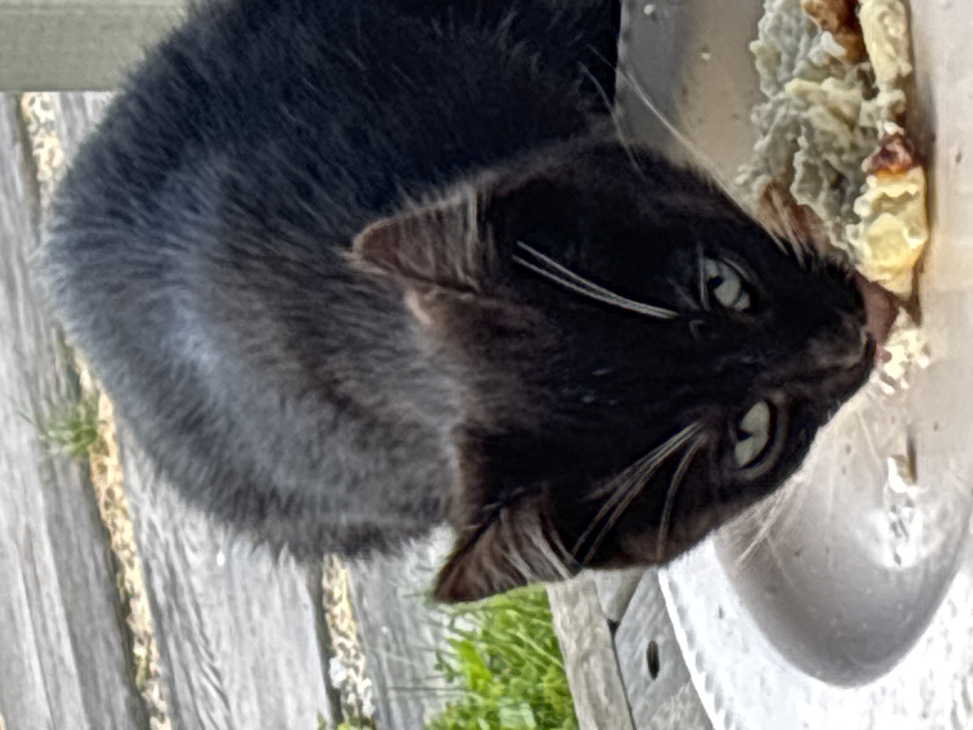 A black cat with light green eyes is eating from a white plate on a wooden surface. The cat is positioned in the lower center of the frame, with its head lowered towards the food. The background shows a blurred wooden deck and some greenery, suggesting an outdoor setting. The scene is likely from Zvenigorod, Russia, given the provided context.