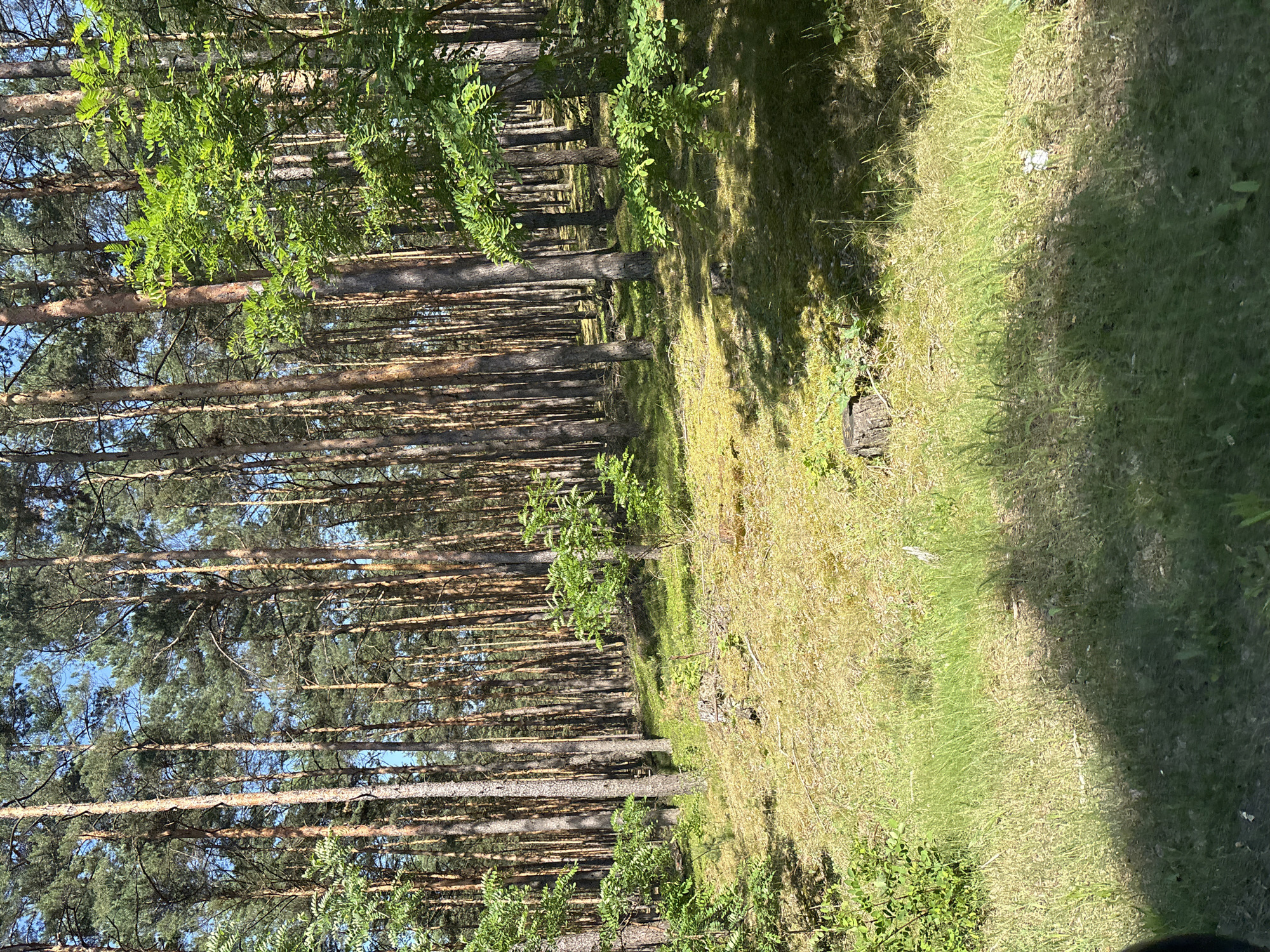 The image depicts a sun-dappled pine forest, characteristic of the Kobyla Góra area in Poland. The tall, slender pine trees dominate the scene, with their rough, reddish-brown bark and dense green needles. The forest floor is a mosaic of dry pine needles, patches of moss, and sparse green grass, indicative of a dry summer day. Sunlight filters through the canopy, casting long, shifting shadows across the uneven terrain. Small, bright green saplings and bushes are scattered throughout the undergrowth, adding touches of vibrant color. The overall impression is one of a natural, somewhat wild, forest environment.