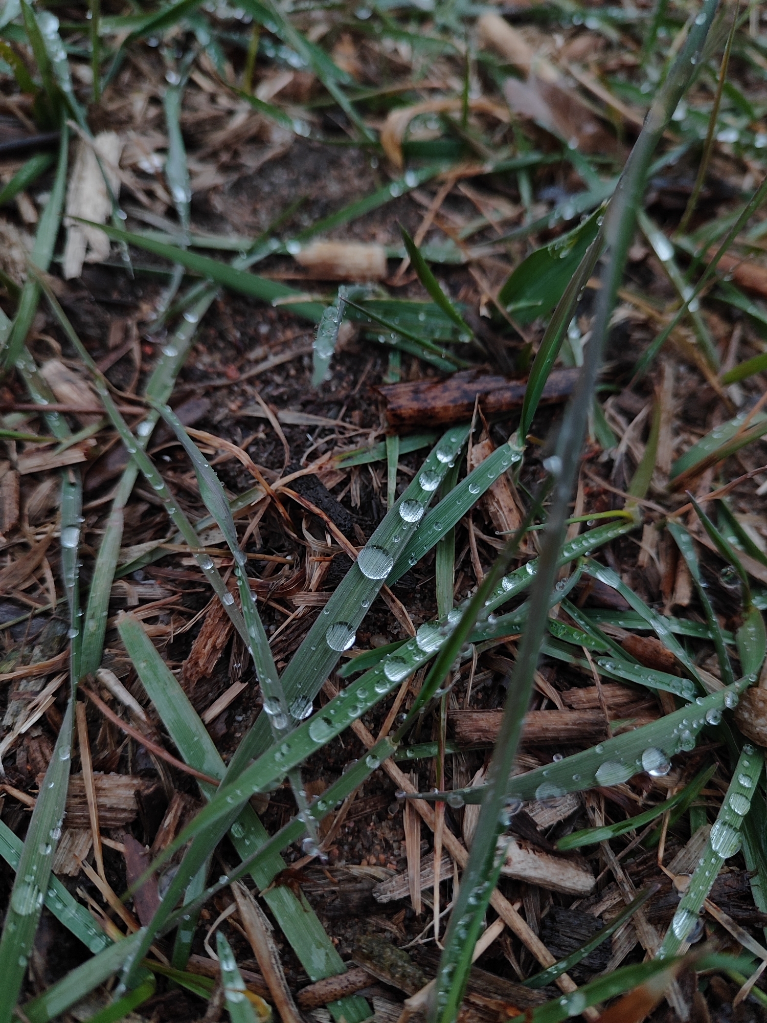 The image depicts blades of grass covered in water droplets, interspersed with wood chips and soil. No people are visible. The location is unknown. The setting appears to be outdoors, likely a lawn or garden.
