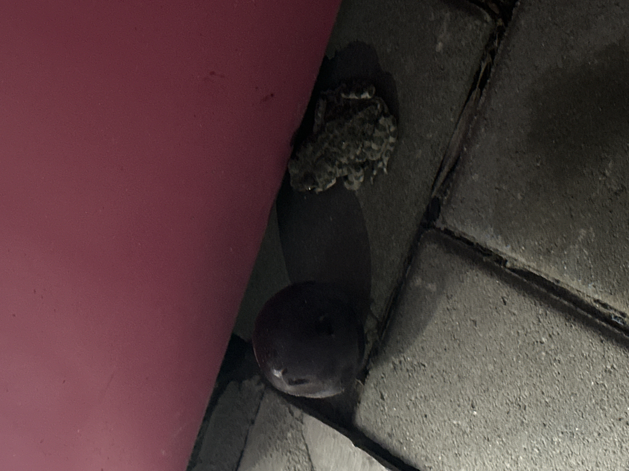 A dark, ripe plum rests on a gray paver surface next to a speckled toad. The plum is positioned to the left of the toad, which is facing right. Both subjects are partially obscured by a bright pink, curved surface, possibly a wall or large object, that dominates the upper portion of the frame. The scene appears to be outdoors, as indicated by the pavers, and possibly at dusk or night due to the lighting conditions and shadows. The location is not specified in the image itself, and therefore cannot be determined to be Nevinnomyssk, Russia.