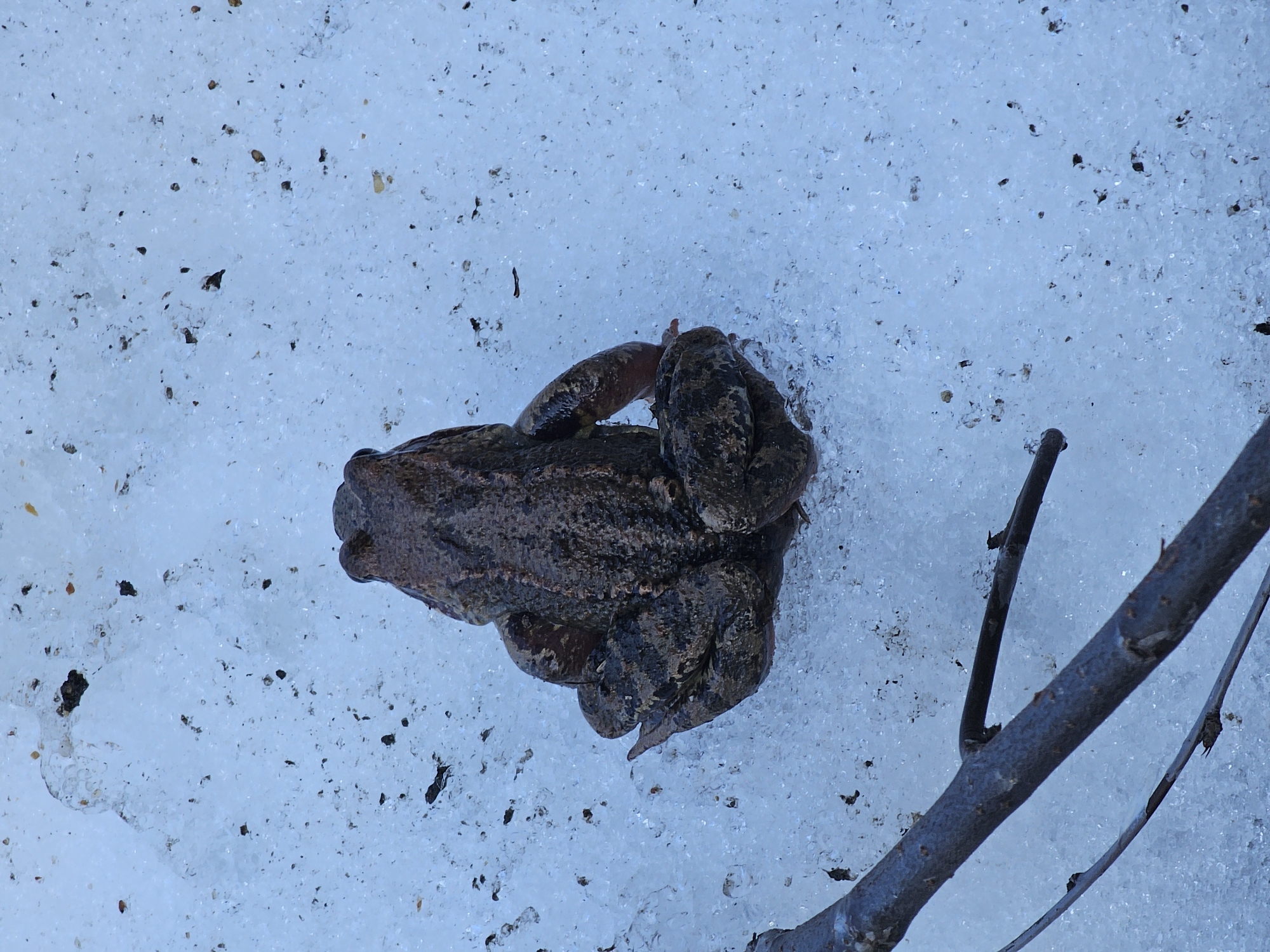 The image shows a brown frog on a surface covered in ice, likely in Березка Снт (красногорский Р-н), Russia. The frog is positioned near a small branch. The ice surface has scattered debris and appears partially melted.