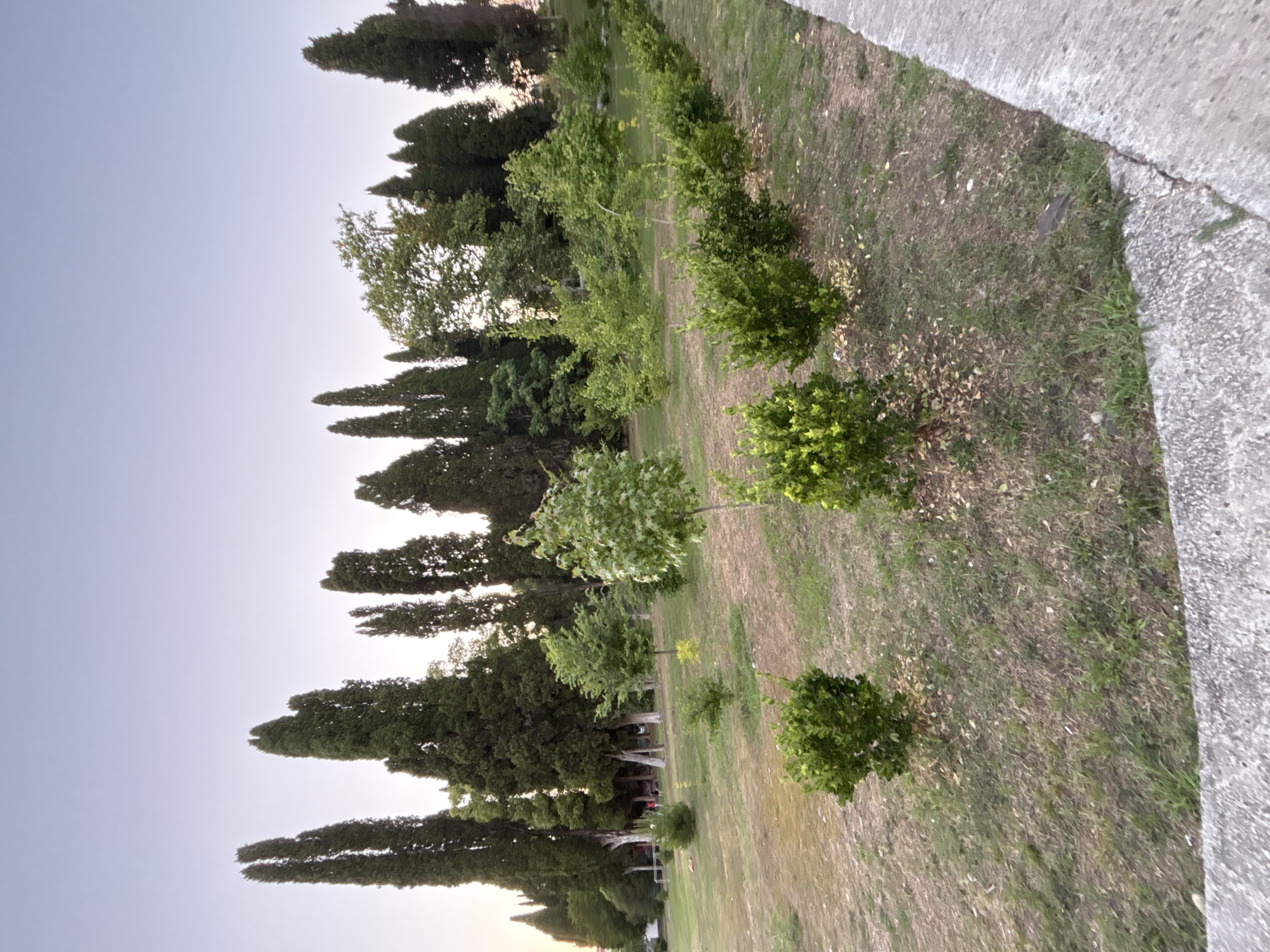 This media file shows a park-like setting with a row of tall, dark green cypress trees on the left side of the frame, lining a grassy area. To the right of the cypress trees are several smaller, lighter green trees and bushes, some appearing to be ornamental shrubs. The ground is covered in dry grass and scattered fallen leaves. A concrete path or wall runs along the right edge of the image. The scene is outdoors, and the lighting suggests it is either early morning or late evening, with a soft, diffused light. The sky is clear and pale blue, fading to a lighter hue near the horizon. There are no people or specific objects clearly visible, and no text is present in the image. The overall impression is one of a peaceful, natural landscape.