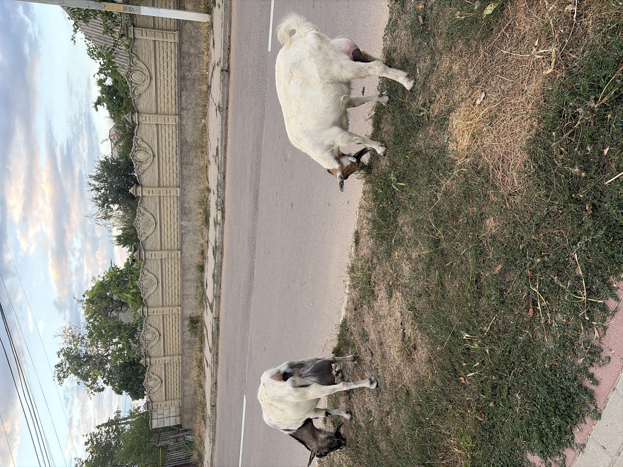 Two goats are grazing on the side of a paved road in Oxentea, Moldova. The goat on the left is white and black with a large udder, while the goat on the right is primarily white with a pink udder. They are standing on a grassy verge next to the road. In the background, there is a decorative concrete fence with an arched pattern, and behind that, trees and buildings can be seen. The sky above is partly cloudy with hints of pink and orange, suggesting it might be sunset or sunrise. The overall environment appears to be a rural or suburban area within the town.