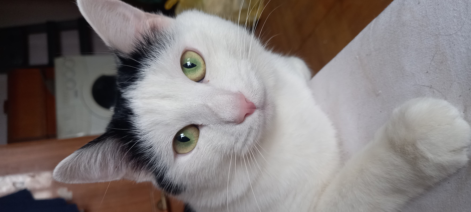 A close-up shot features a cat with predominantly white fur, accented by black markings on its head, notably around the ears. Its eyes are a light green. The cat is positioned at an angle, its head tilted, looking directly at the camera. A pink nose and white whiskers are distinctly visible. The background consists of a blurry mix of off-white fabric and a wooden surface. The location, the city of Izhevsk, Russia is not identifiable from this image.