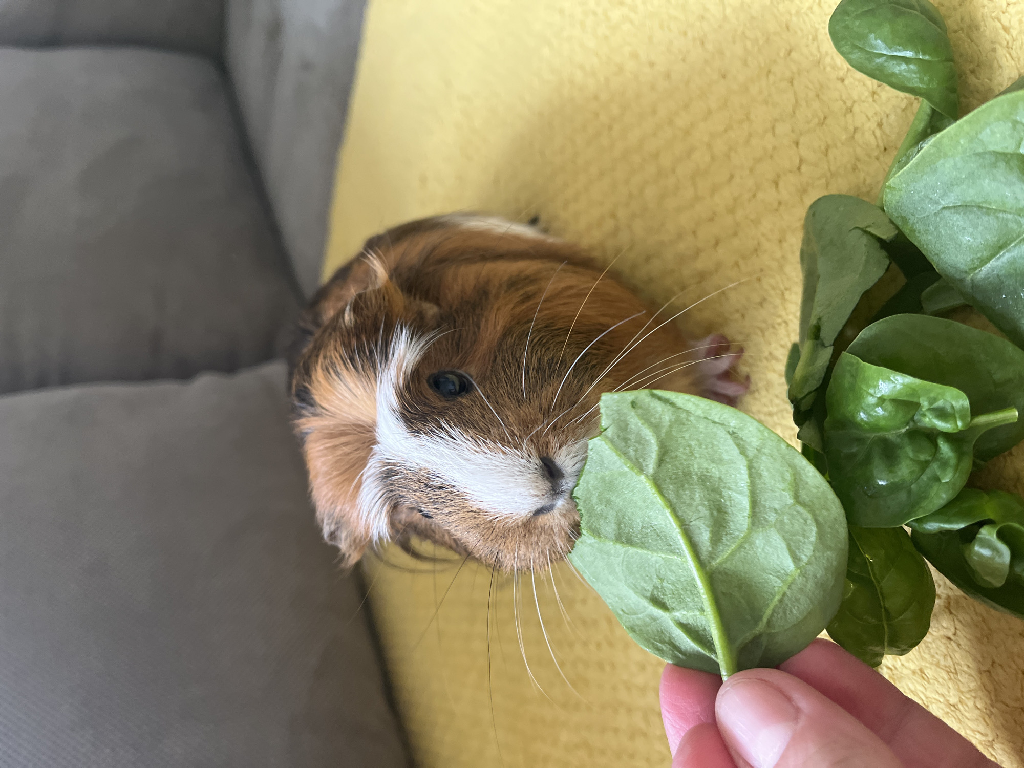 A guinea pig is being fed spinach leaves. The guinea pig has brown and white fur, and is lying on a yellow textured surface, which is adjacent to a grey sofa. A hand is holding up a single spinach leaf towards the guinea pig's face. There is a small pile of additional spinach leaves beside the guinea pig. The city is unknown, Unknown.