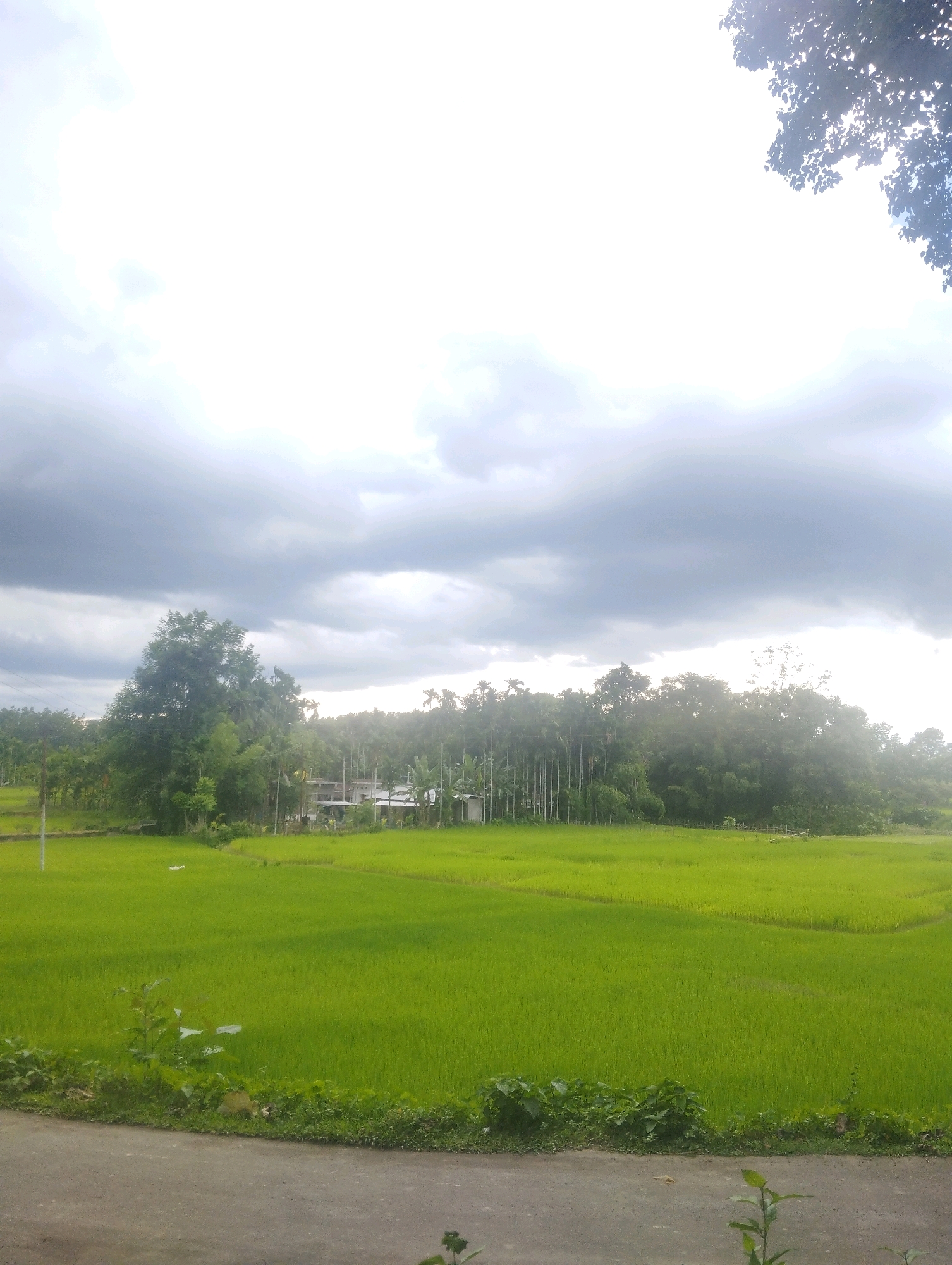 The image depicts a rural landscape in Kanchanpur, India, under a heavily clouded sky. A lush green paddy field dominates the foreground and midground, showing distinct rows and contours that suggest cultivation. A gray asphalt road runs along the bottom edge of the frame.
In the middle ground, a line of tall, slender trees, possibly palm trees, stands prominently. Behind them, a cluster of buildings, appearing to be houses with light-colored roofs and walls, is visible amidst dense foliage. Scattered trees and vegetation further extend into the distance, blending with the horizon.
The sky is filled with thick, gray clouds, creating a diffused light that casts a soft glow over the scene. The overall impression is one of a serene, agricultural setting, likely on the outskirts of Kanchanpur, preparing for or experiencing a period of overcast weather. There are no people or animals visible in the frame.