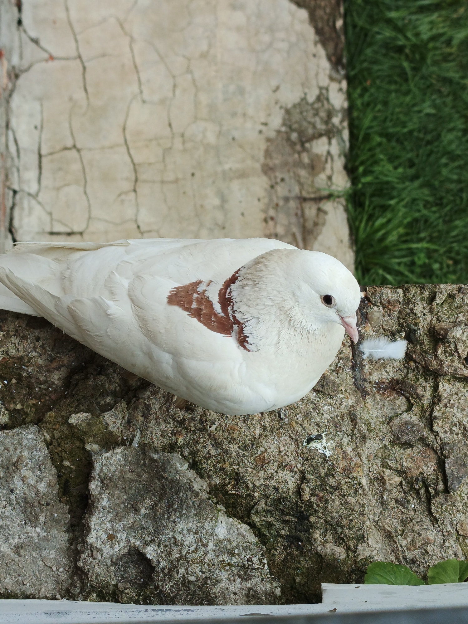 A white pigeon with brown markings on its neck and wings is perched on a rough, textured stone surface. The pigeon is facing to the right, with its head slightly tilted down. A small white feather rests on the stone next to the pigeon. The background consists of a cracked, weathered concrete wall and green grass. The overall scene appears to be an outdoor environment, possibly in a yard or garden. There are no people visible in the image. The location is specified as Medvedyovka, Russia.
