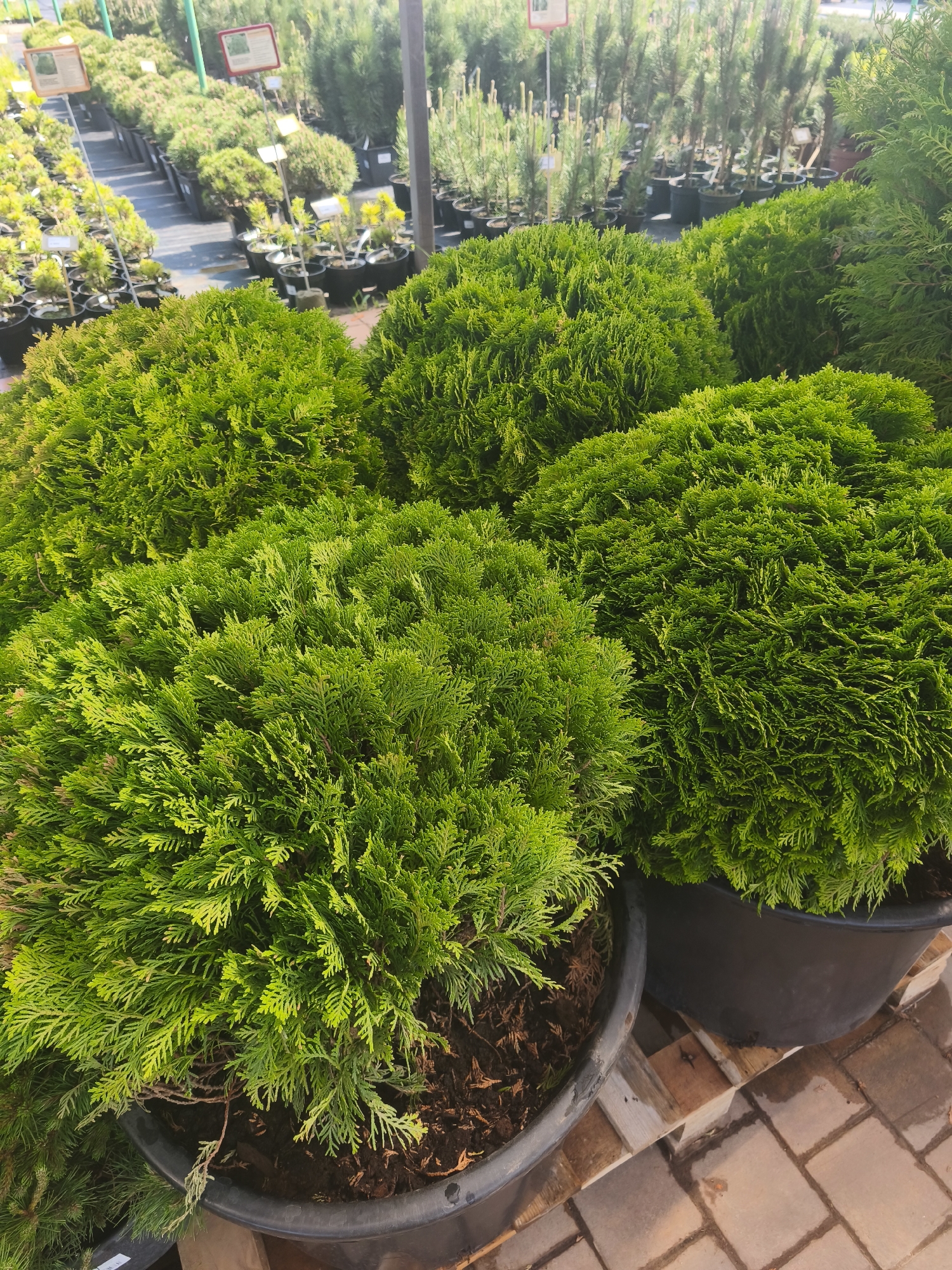 The image shows a selection of globe-shaped, green arborvitae bushes in black plastic pots. They are arranged closely together on a brick-paved area. In the background, more potted plants of varying sizes and types are visible, along with metal signs. The scene appears to be a plant nursery or garden center in Zimnyaya Gorka, Russia.