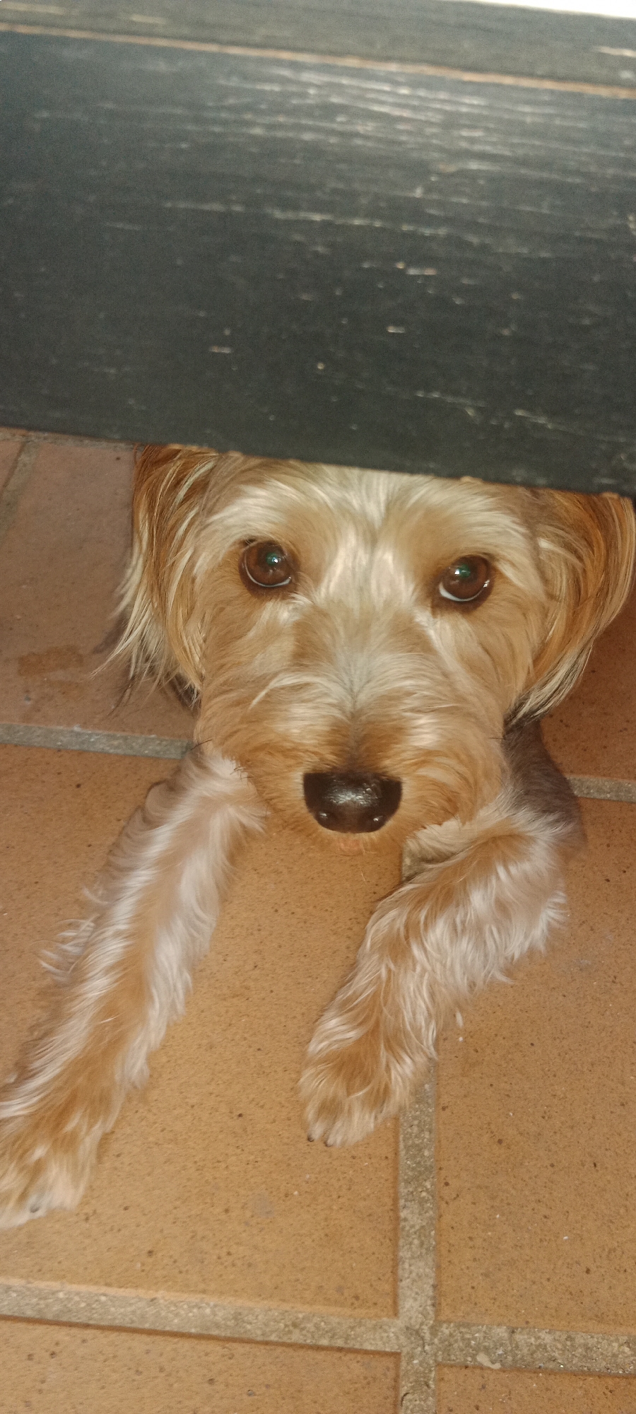 An adorable Yorkshire Terrier peeks out from under a dark surface, resting its front paws on a tiled floor. The dog's fur is a mix of tan and gray, with its large, expressive brown eyes looking directly at the camera. The tiled floor appears to be made of terracotta and is arranged in a grid pattern. The dark surface above the dog could be the underside of a table or a similar piece of furniture. The image captures a moment of curiosity and playfulness from the canine subject, suggesting a domestic setting. The specific location in Galapagar, Spain, is not evident from the visual information provided in the image itself.