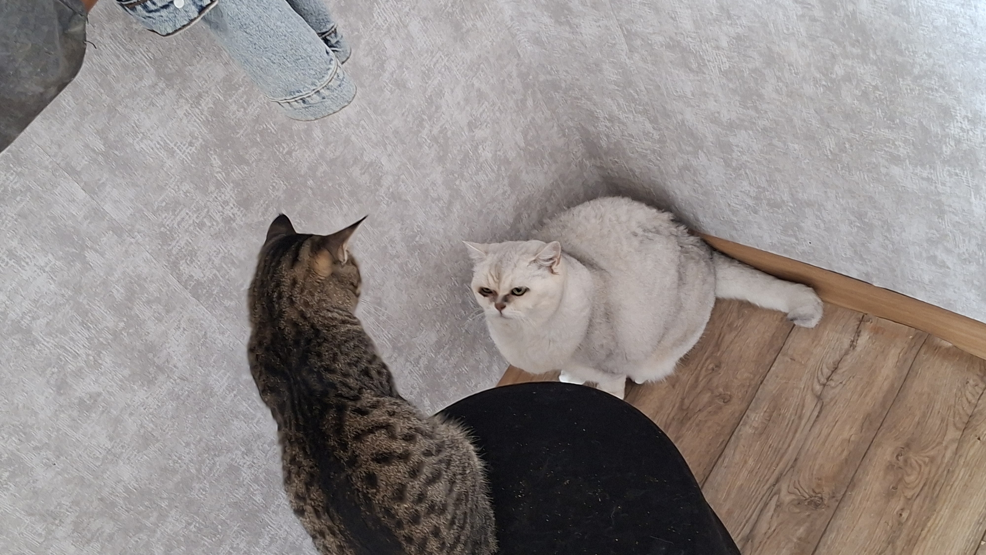 Two cats are on a floor. A tabby cat is on the left, facing away from the viewer. A cream-colored cat is on the right, facing the tabby cat. The cream-colored cat has a stern expression. The floor is made of wood planks. In the background, there is a textured gray wall and a pair of blue jeans. The scene appears to be indoors, possibly in a home. There is no indication of the location being in the city of Myadzyel, Belarus.