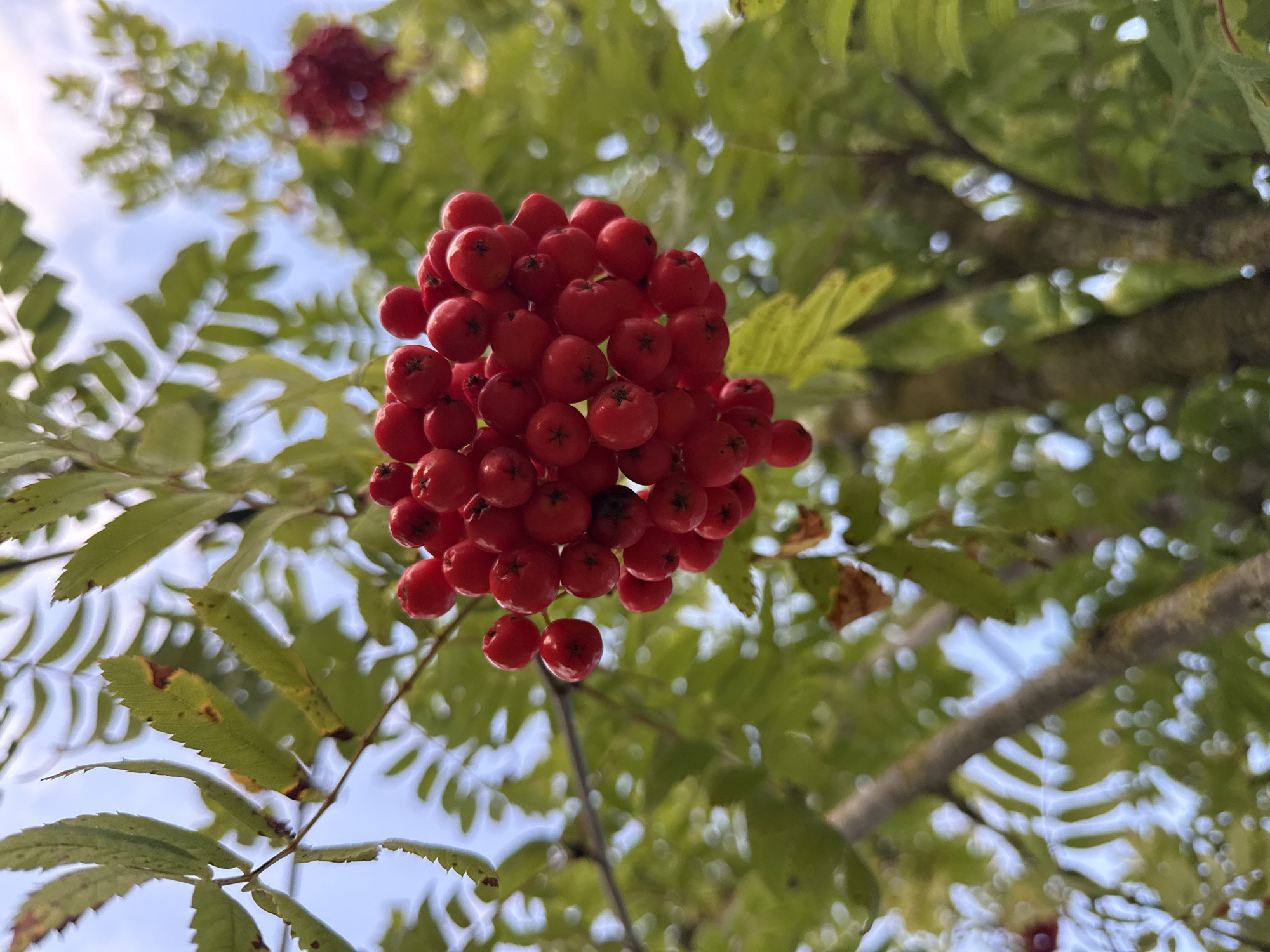 A close-up, low-angle shot captures a cluster of ripe, red rowan berries hanging from a tree branch against a backdrop of green leaves and a pale blue sky. The berries are small, round, and a vibrant scarlet hue, with some appearing slightly darker or showing small dark spots. They are densely packed together, forming a rounded bunch. Several serrated green leaves are visible, some with brown edges, indicating a possible transition to autumn. The branches are brown and textured. In the background, out-of-focus green foliage and glimpses of the sky create a soft, dappled effect. Another cluster of rowan berries, less in focus, is visible further back on the right. The overall scene suggests a natural outdoor setting, likely a park or garden.