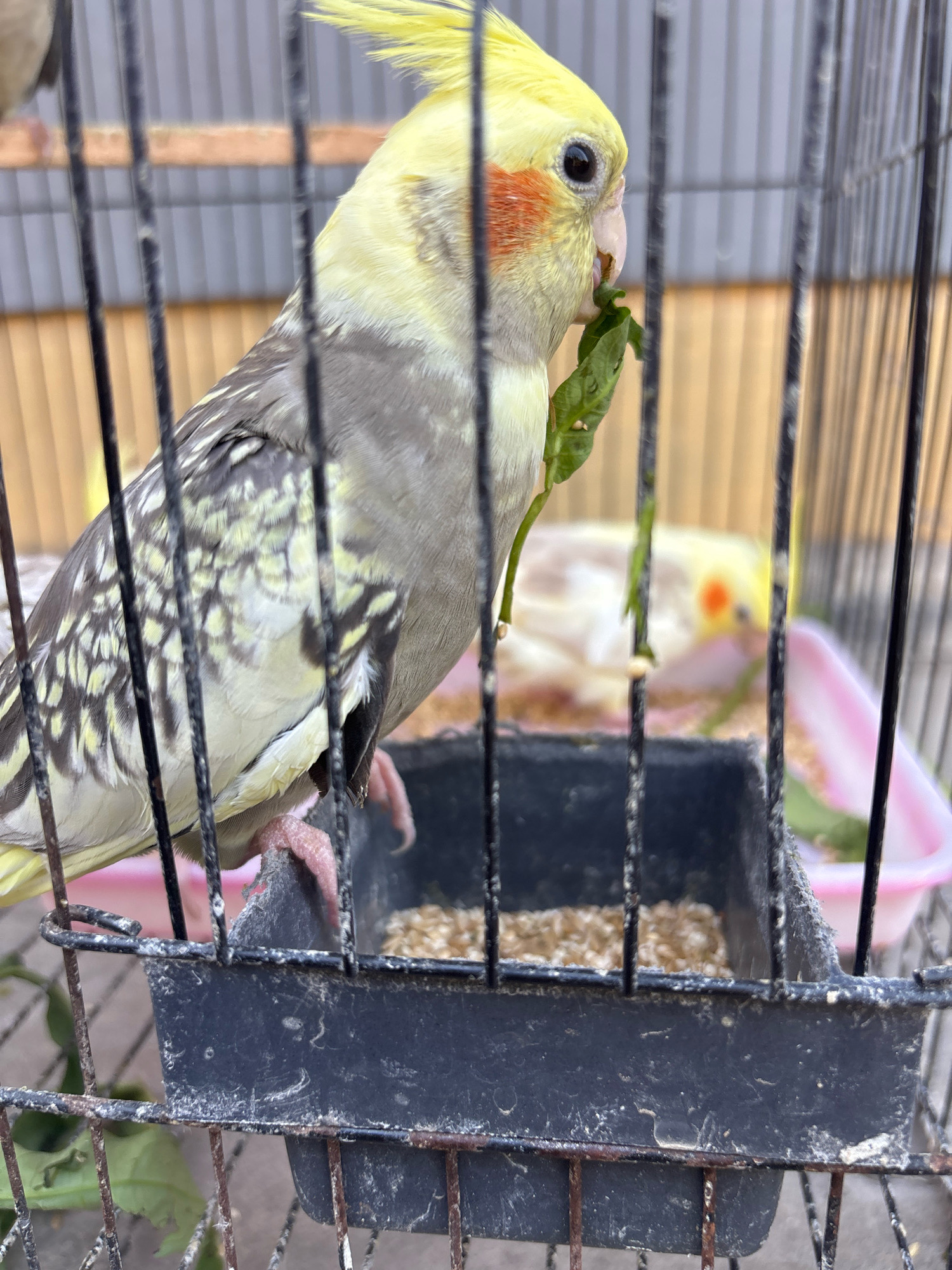 The image shows a cockatiel eating a leaf inside a birdcage. The bird is partially visible, with its head and a portion of its body in focus. It has yellow and gray feathers, with a distinctive orange patch on its cheek. The bird is holding a green leaf in its beak and appears to be chewing on it. The cage bars are visible in the foreground, obscuring some of the bird and its surroundings. In the background, another cockatiel is visible, partially out of focus, and a pink food dish containing seeds. The environment outside the cage appears to be a typical outdoor setting, possibly a backyard or a patio, with some blurry background elements. The overall lighting suggests it is daytime. The specific location in Bandasari, Indonesia, is not directly discernible from the visual information in the image.