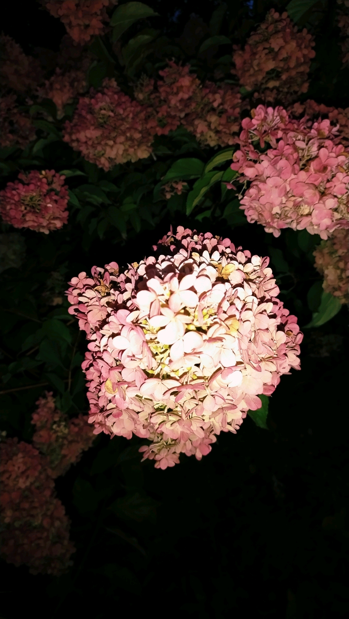 A close-up, low-light photograph shows a cluster of pink hydrangeas in the foreground, with other similar blooms and dark green foliage blurred in the background. The flowers are illuminated from above, creating highlights and shadows on their delicate petals. The overall scene is dark, suggesting it was taken at night or in a dimly lit environment, possibly a garden in Horishni Plavni, Ukraine. There are no people, animals, or specific urban features visible, focusing solely on the floral subject.