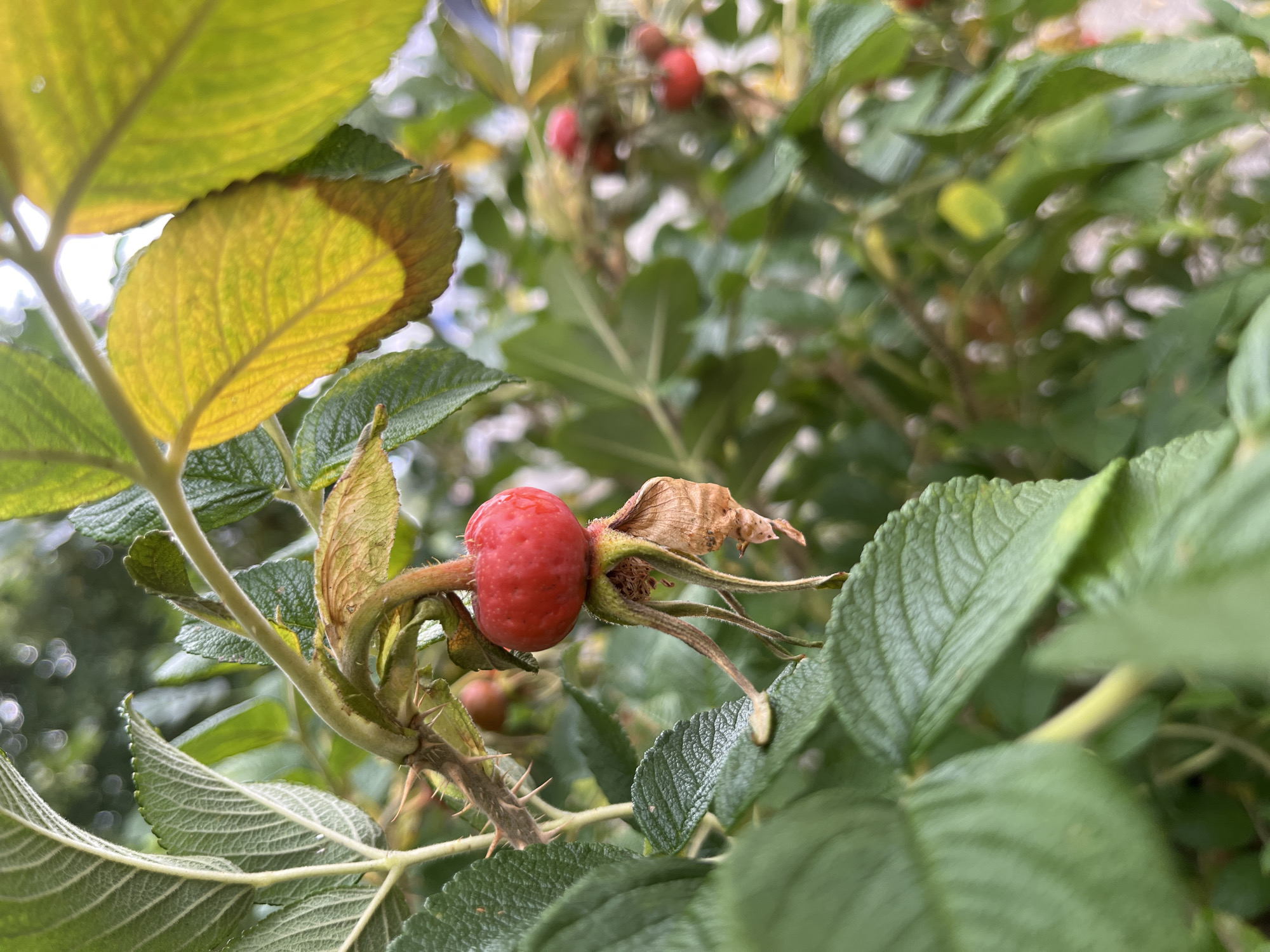 A close-up, eye-level shot captures a single, vibrant red rosehip prominently displayed on a thorny branch. The rosehip is round and plump, with a slightly dimpled texture. Below it, withered brown sepals curl downwards, adding a touch of autumnal decay. The surrounding foliage is a mix of lush green leaves and a few yellowing leaves, indicating a transition in seasons. In the background, other rosehips and green leaves are softly blurred, creating a shallow depth of field. The image appears to be taken outdoors, in natural light, likely in a garden or park setting. No people or specific architectural elements are visible, making it impossible to pinpoint a precise location within Saint Vith, Belgium.