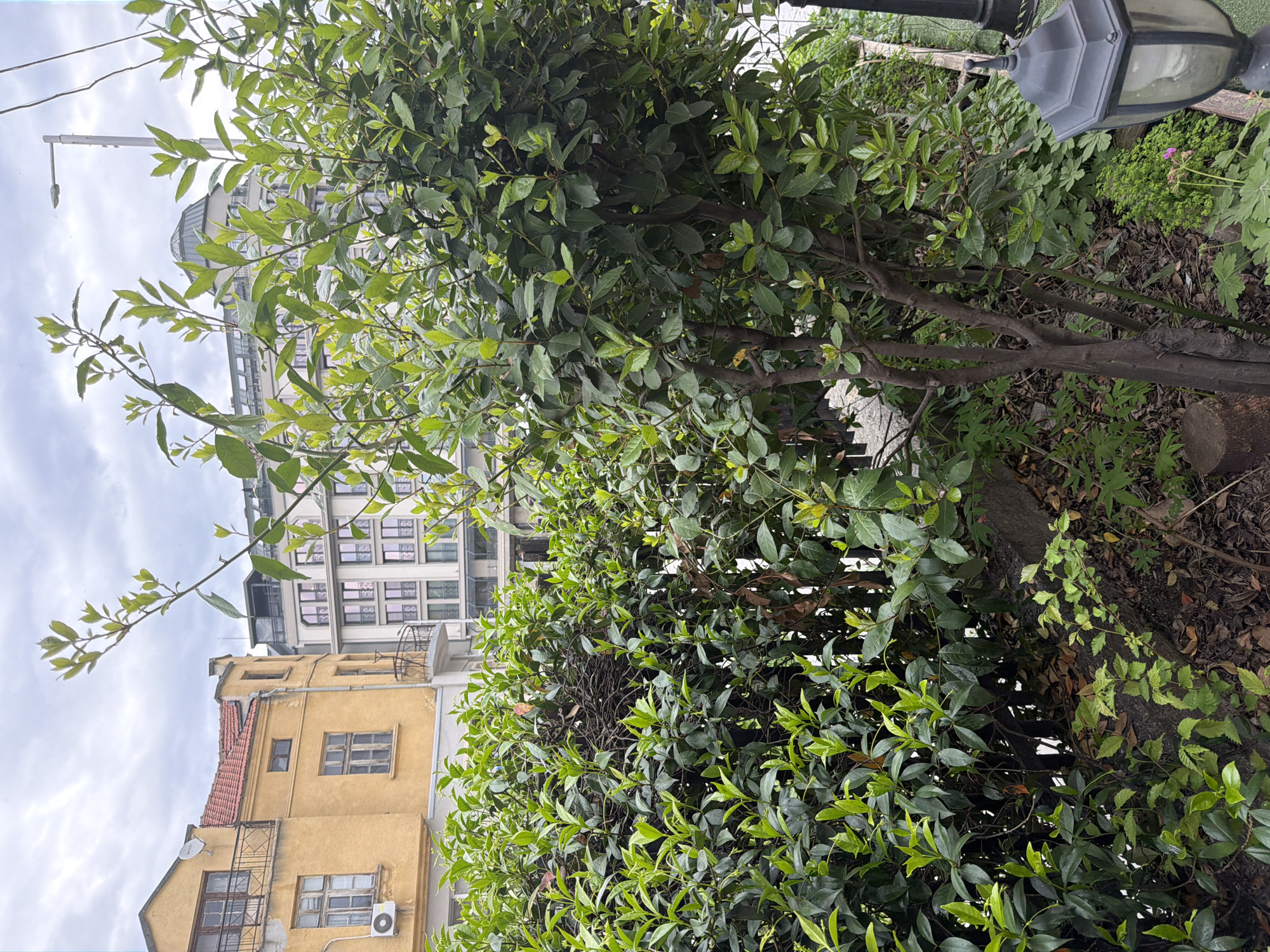 The image depicts a street scene in an urban setting, likely a residential area. In the foreground are bushes and a small tree with green foliage. Behind the greenery, there are two buildings. One building is painted yellow with multiple windows and what appears to be an air conditioning unit visible on its exterior. The other building is taller, white, and has several stories with numerous windows. A lamppost with a grey lamp is also partially visible behind the greenery. The sky is overcast with white clouds.