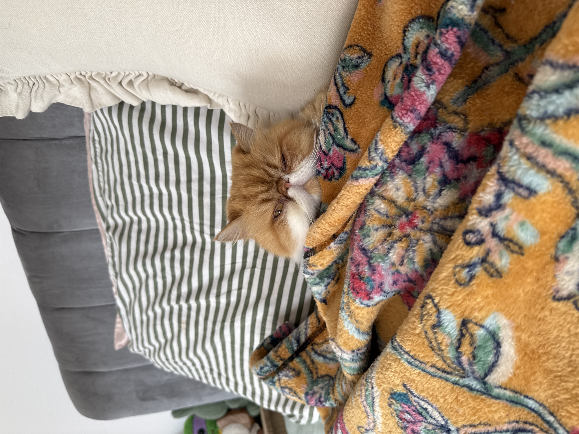The image depicts a ginger and white Persian cat nestled between an olive-green and white striped pillow, a beige ruffle-edged cushion, and a yellow patterned blanket. The cat is partially covered by the blanket, with its head and paws visible. The location is likely indoors in a residential setting in the United States of America.