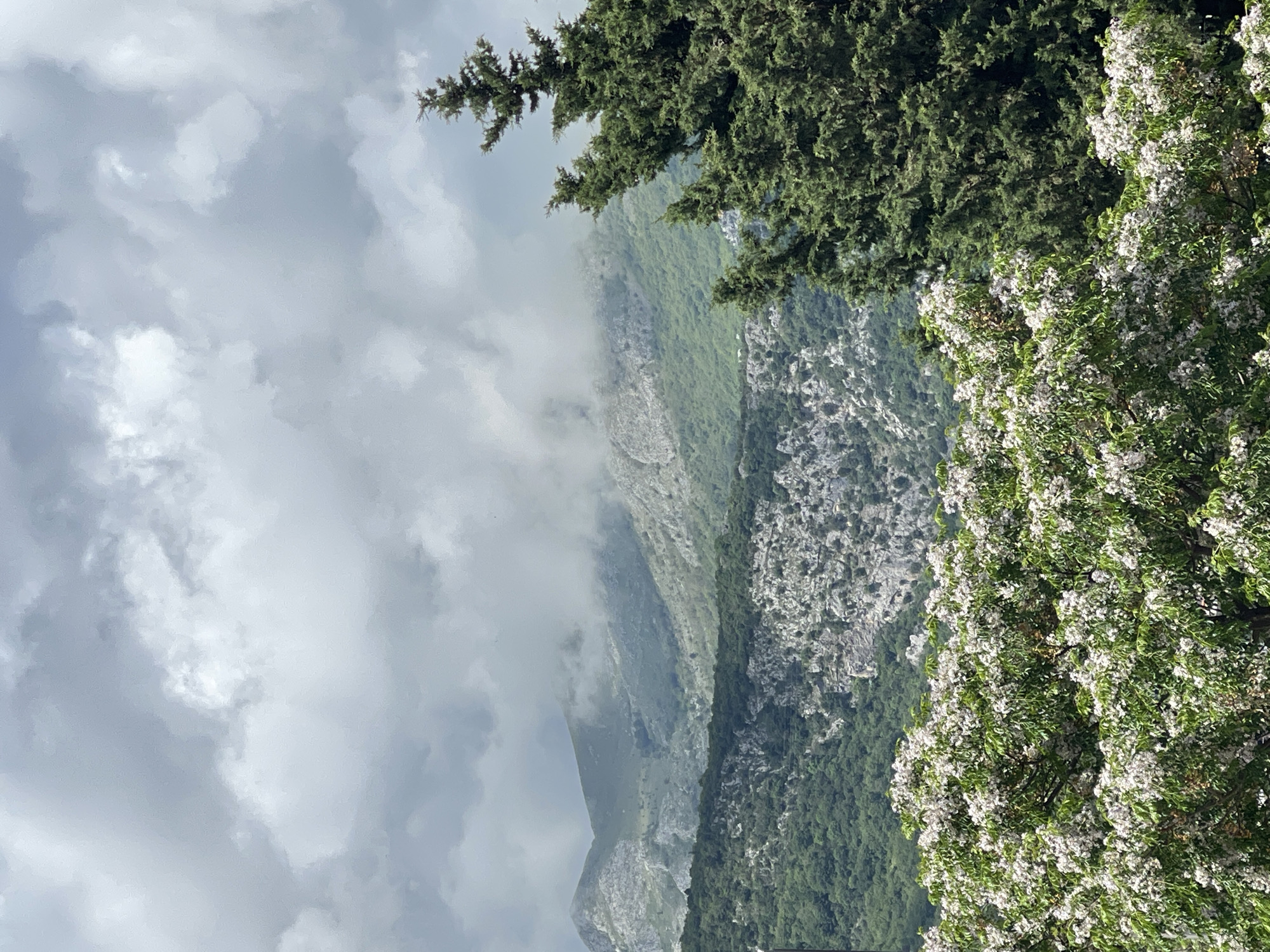 The image captures a mountainous landscape in or around Budva, Montenegro, partially obscured by low-hanging clouds. The scene is viewed from an elevated position, with a portion of the sky filled with gray clouds visible to the left. A rugged mountain range dominates the center of the image, its slopes marked by patches of green vegetation and gray rock formations. The upper right quadrant is dominated by a dark green tree canopy and flowering plants. The composition does not include any people, animals, or built infrastructure. The overall atmosphere is cool and overcast.