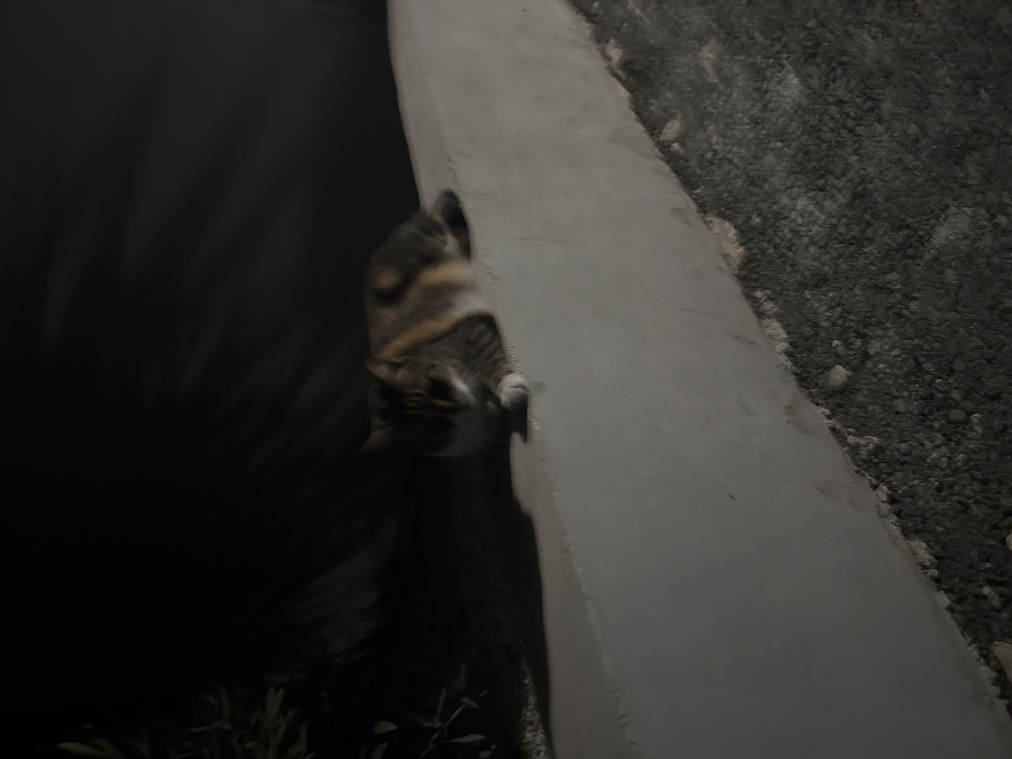 A calico cat is resting on a concrete ledge in Agios Tychona Community, Cyprus. The cat is facing forward and appears to be looking down. The ledge is approximately waist-high and made of rough, light-colored concrete. The ground beneath the ledge is covered in small, dark pebbles. In the background, there are shadows cast by foliage, suggesting the presence of plants or trees. The scene is dimly lit, indicating it is nighttime or very early morning.