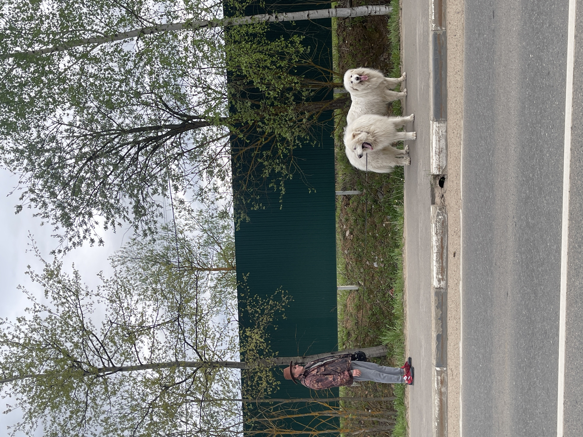 The image depicts a street scene with a man walking two large, white dogs on a leash along a sidewalk. The sidewalk is adjacent to a road. A green fence is visible in the background, along with trees. The man is wearing a camouflage jacket, gray pants, a hat, and red sneakers. The location is Хлябово, Russia.
